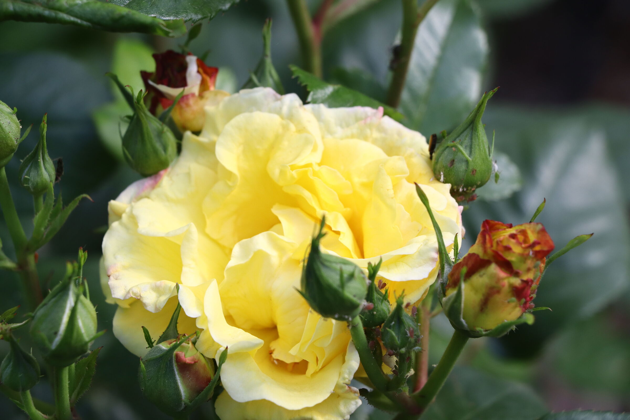 rose 4