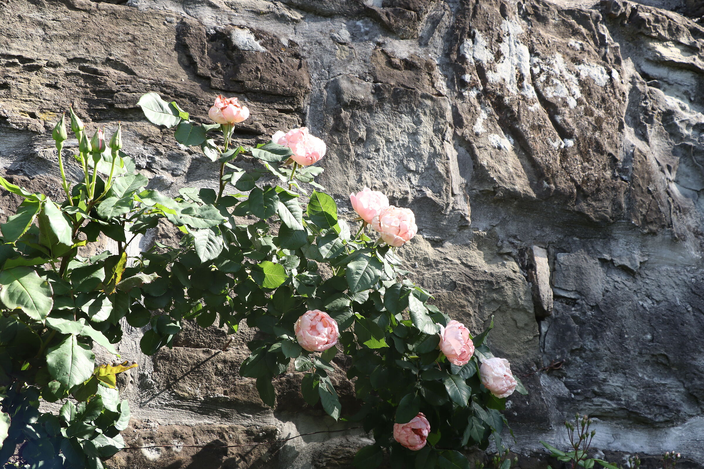 rose 5