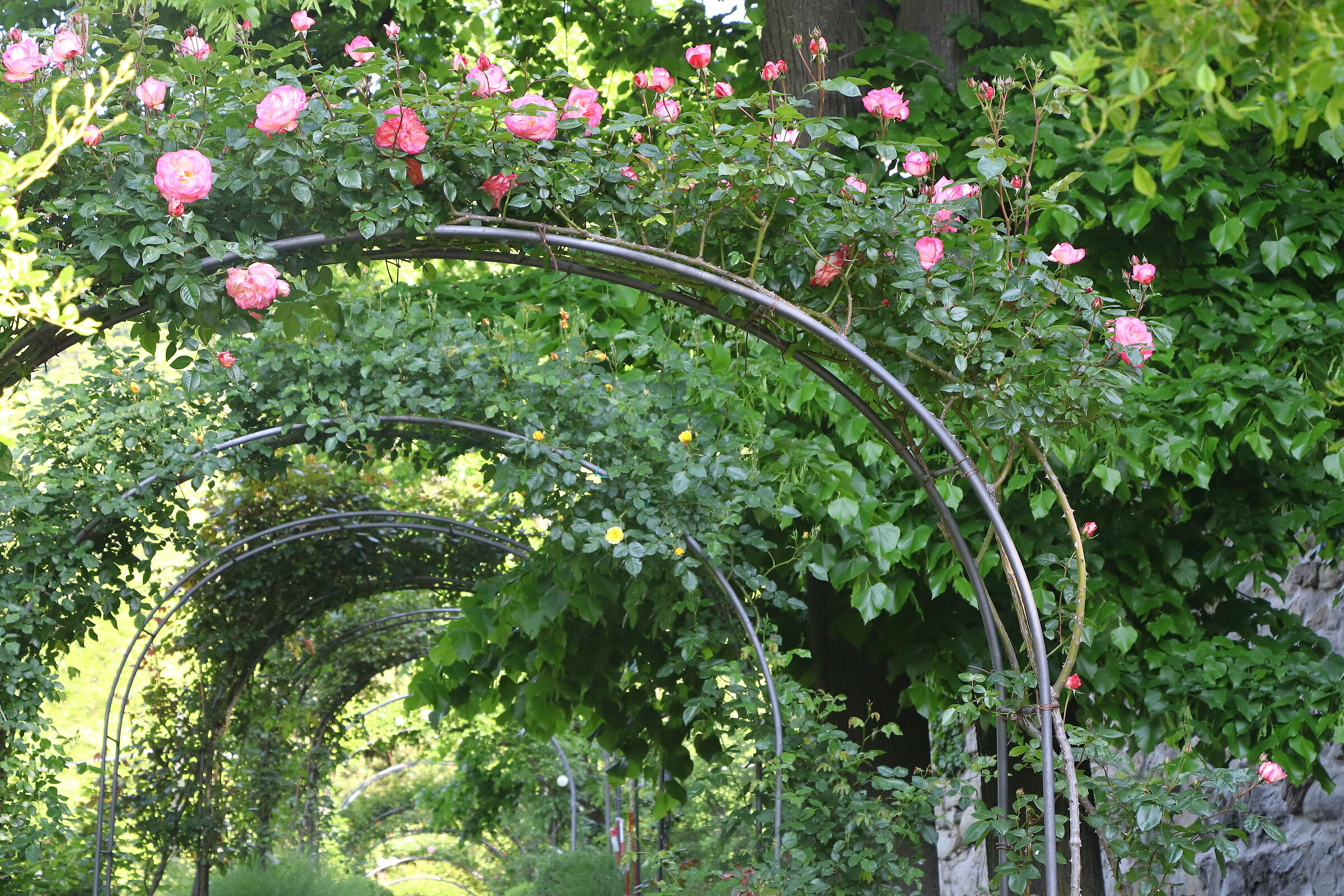 rose 7