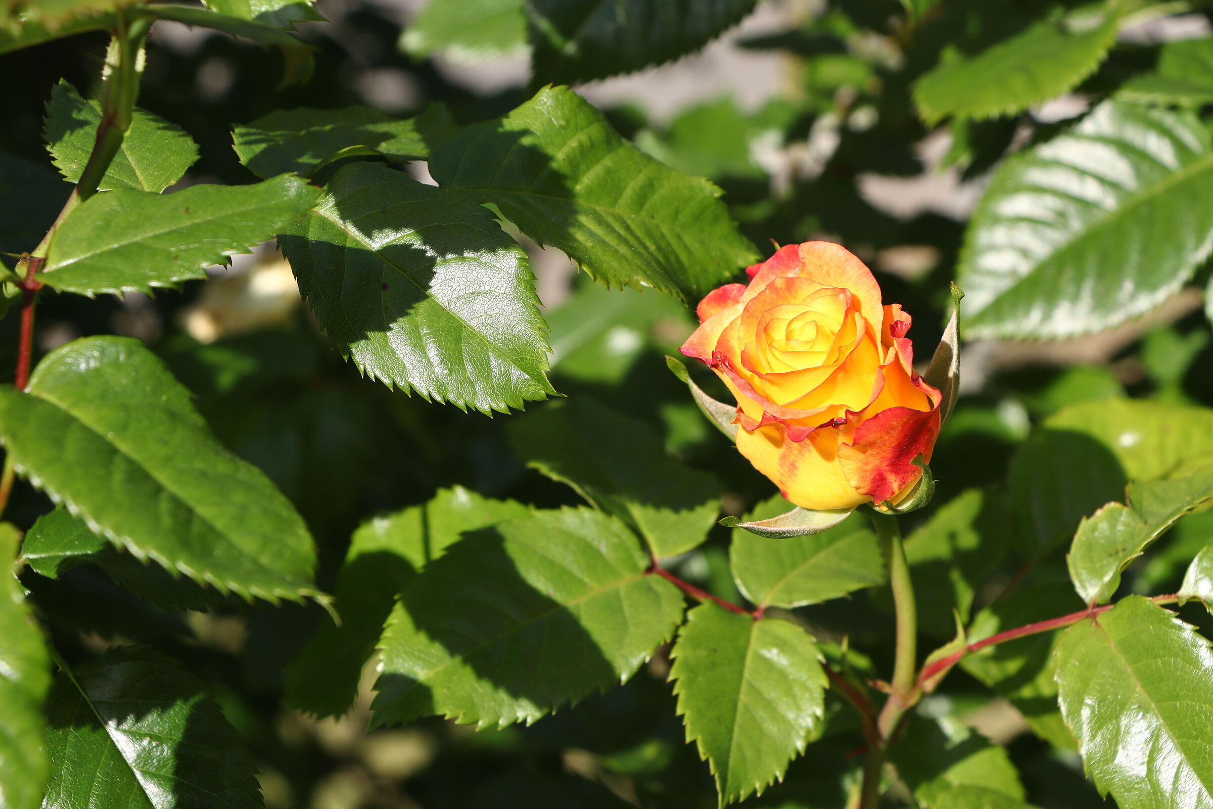rose 9