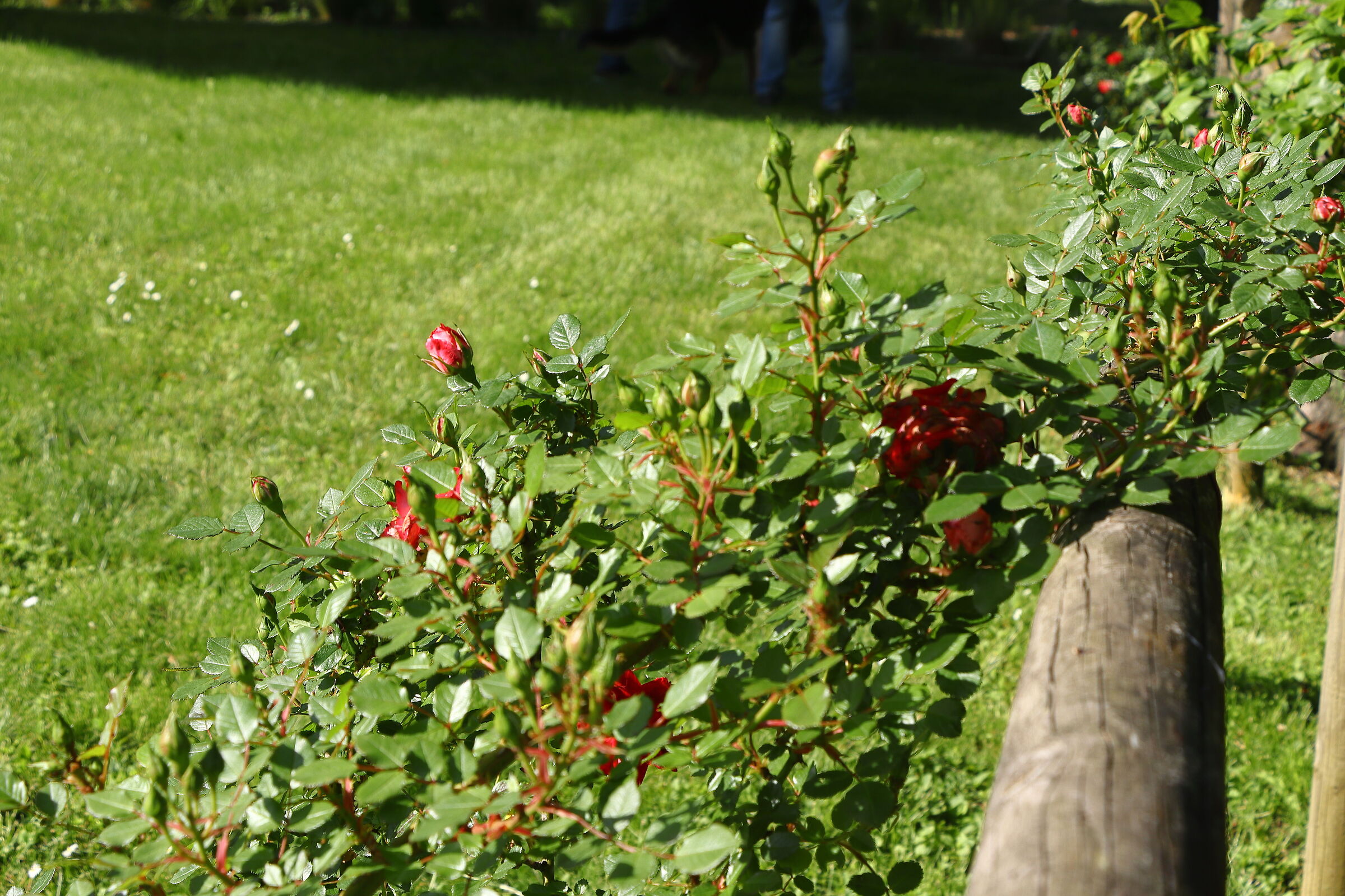 rose 11
