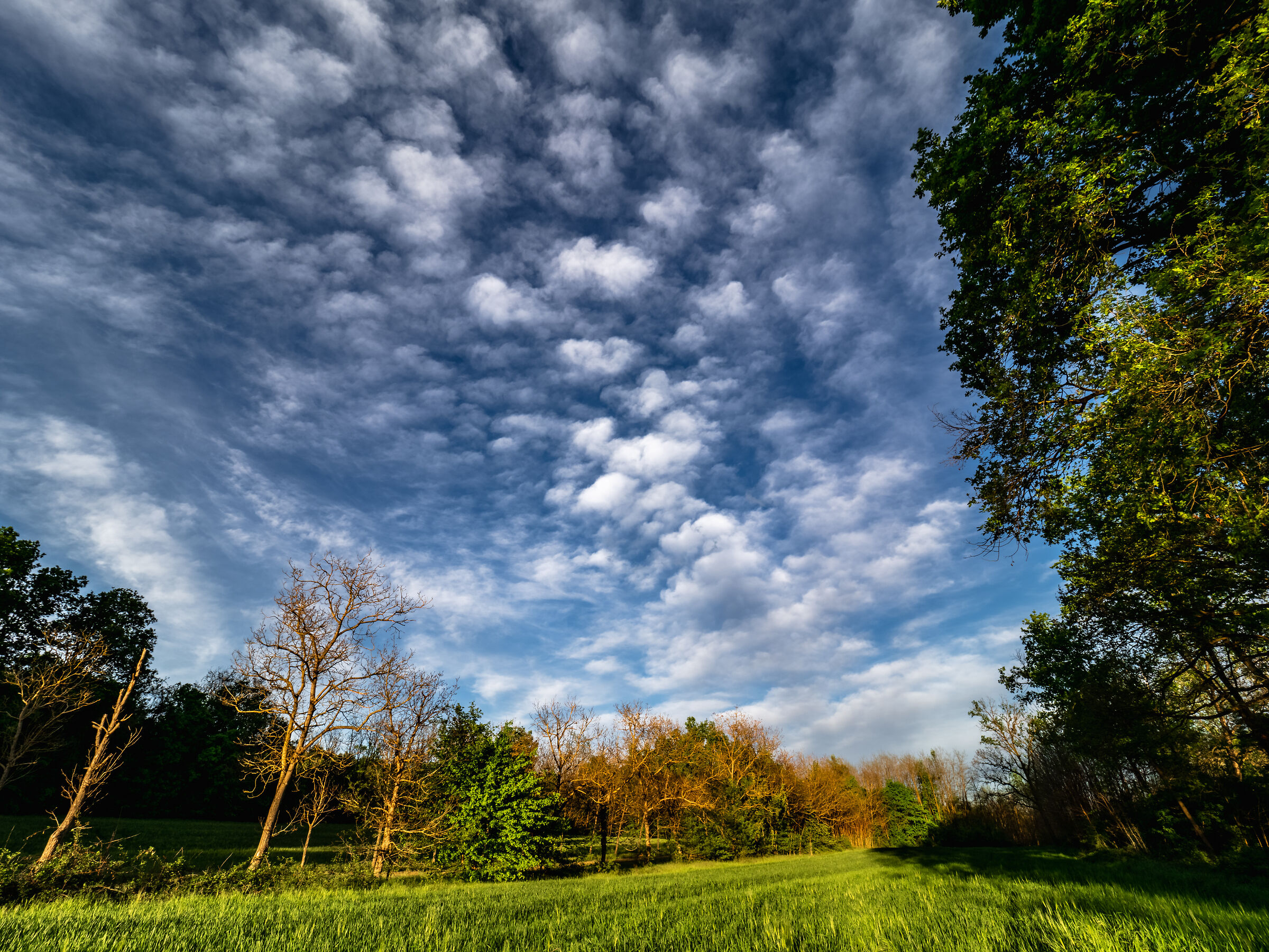 Il campo sotto un cielo a pecorelle