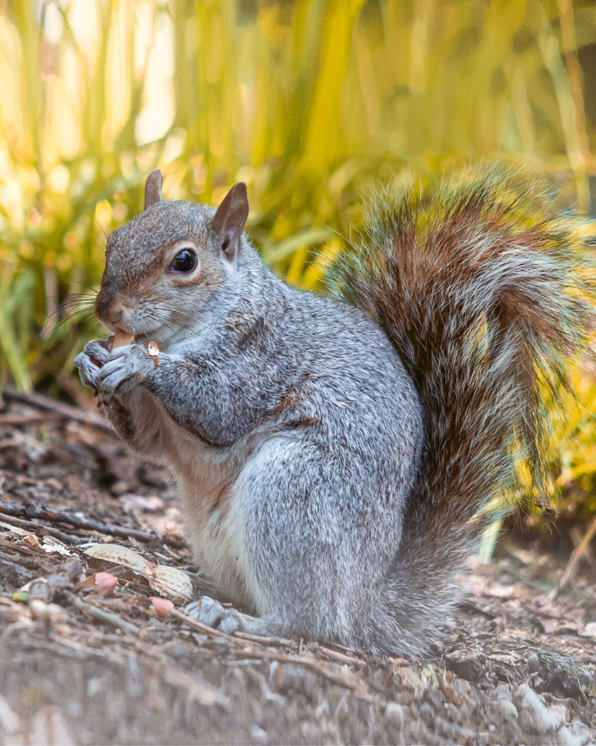Squirrel's Portrait