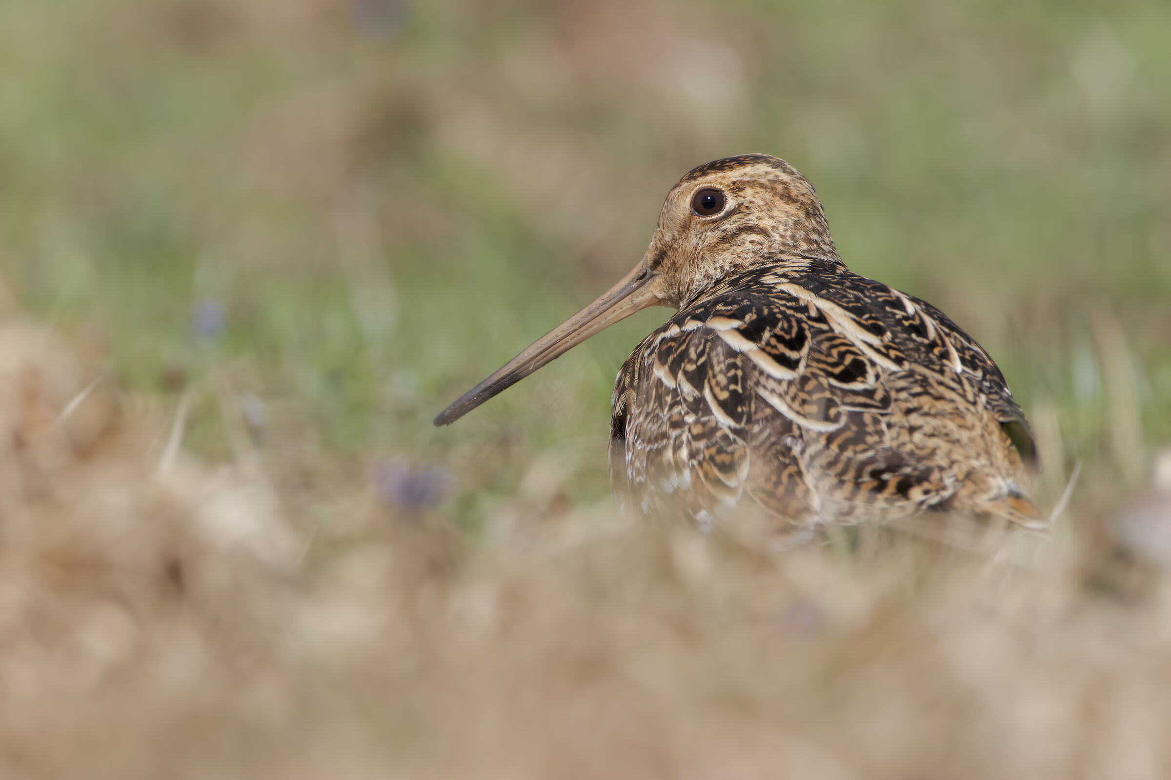 great snipe