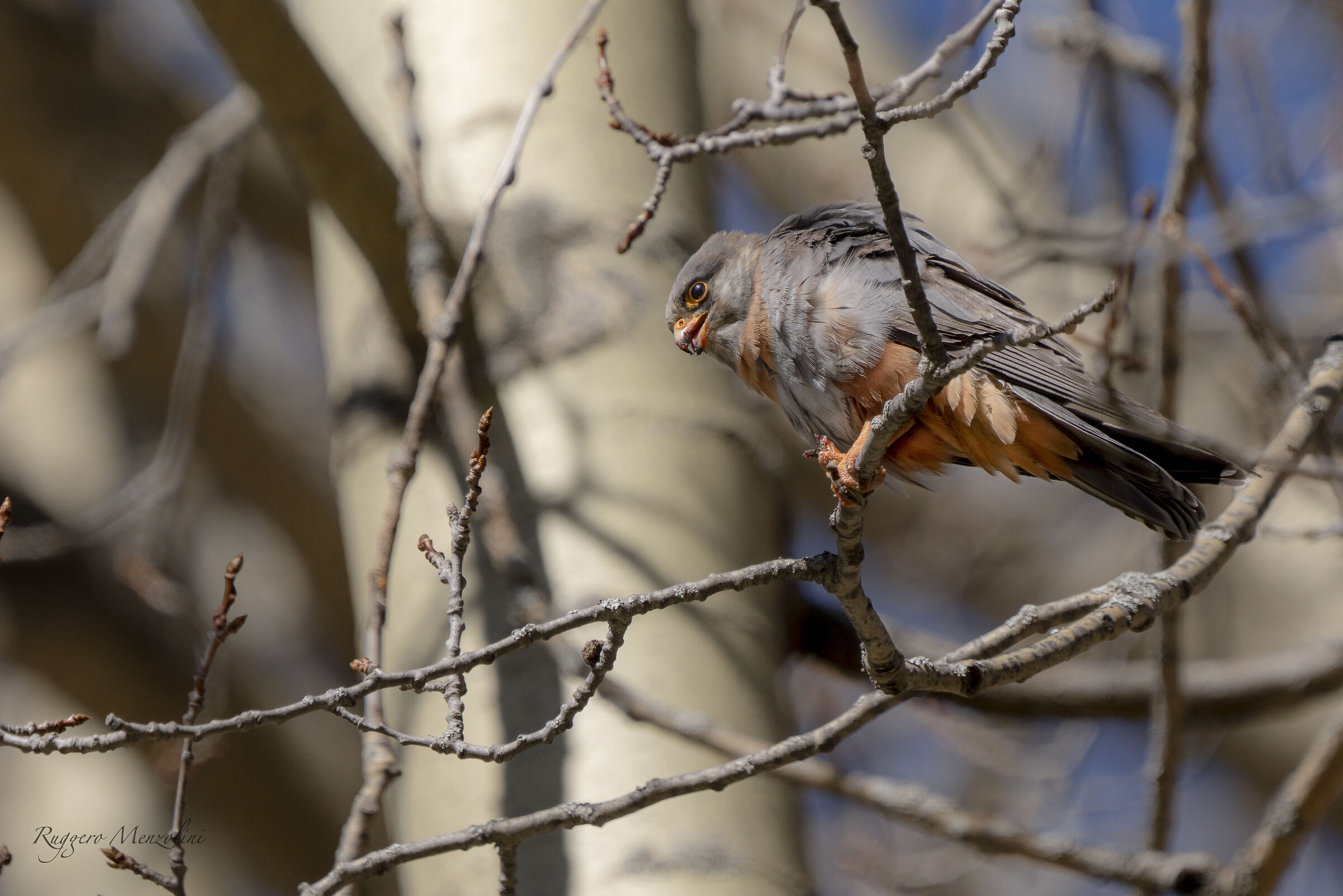 Male Cuckoo Falcon
