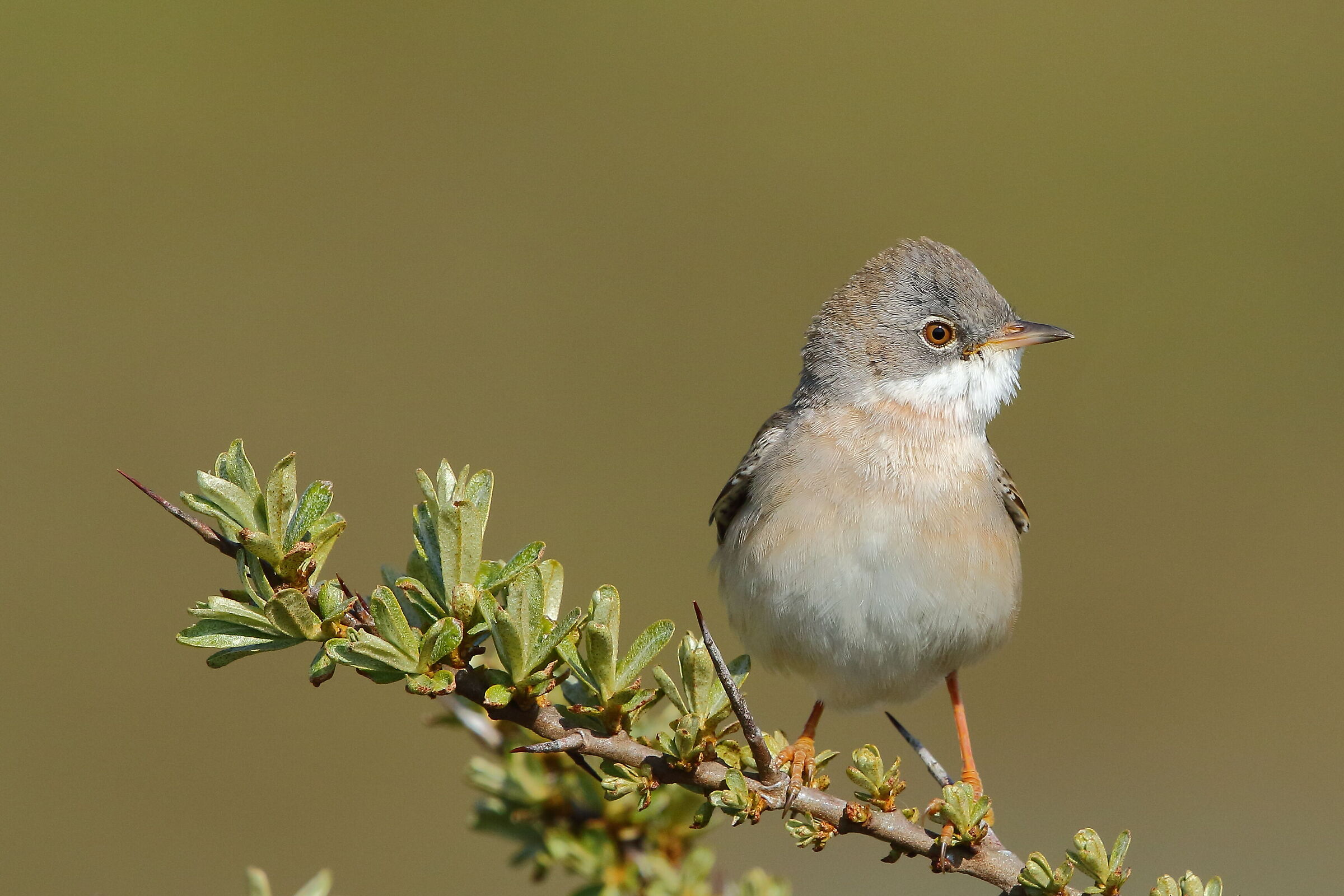 whitethroat