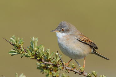 Sylvia communis