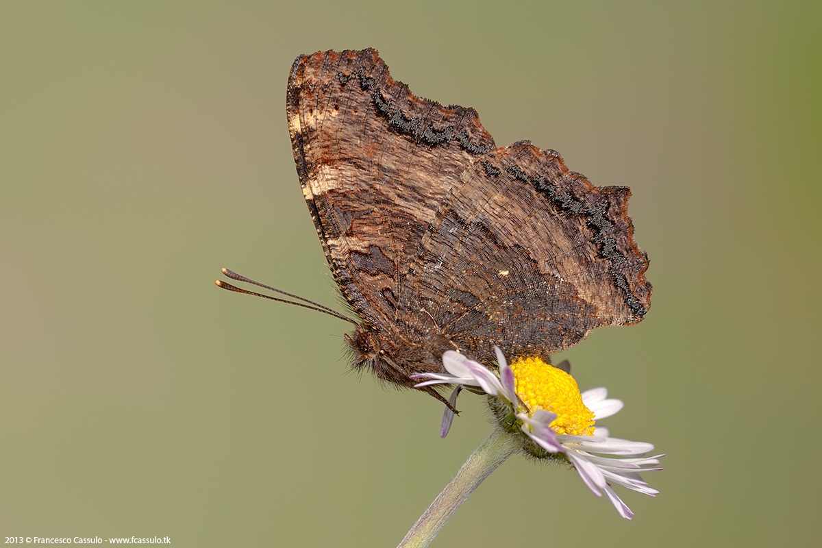 Nymphalis polychloros (linnaeus, 1758)