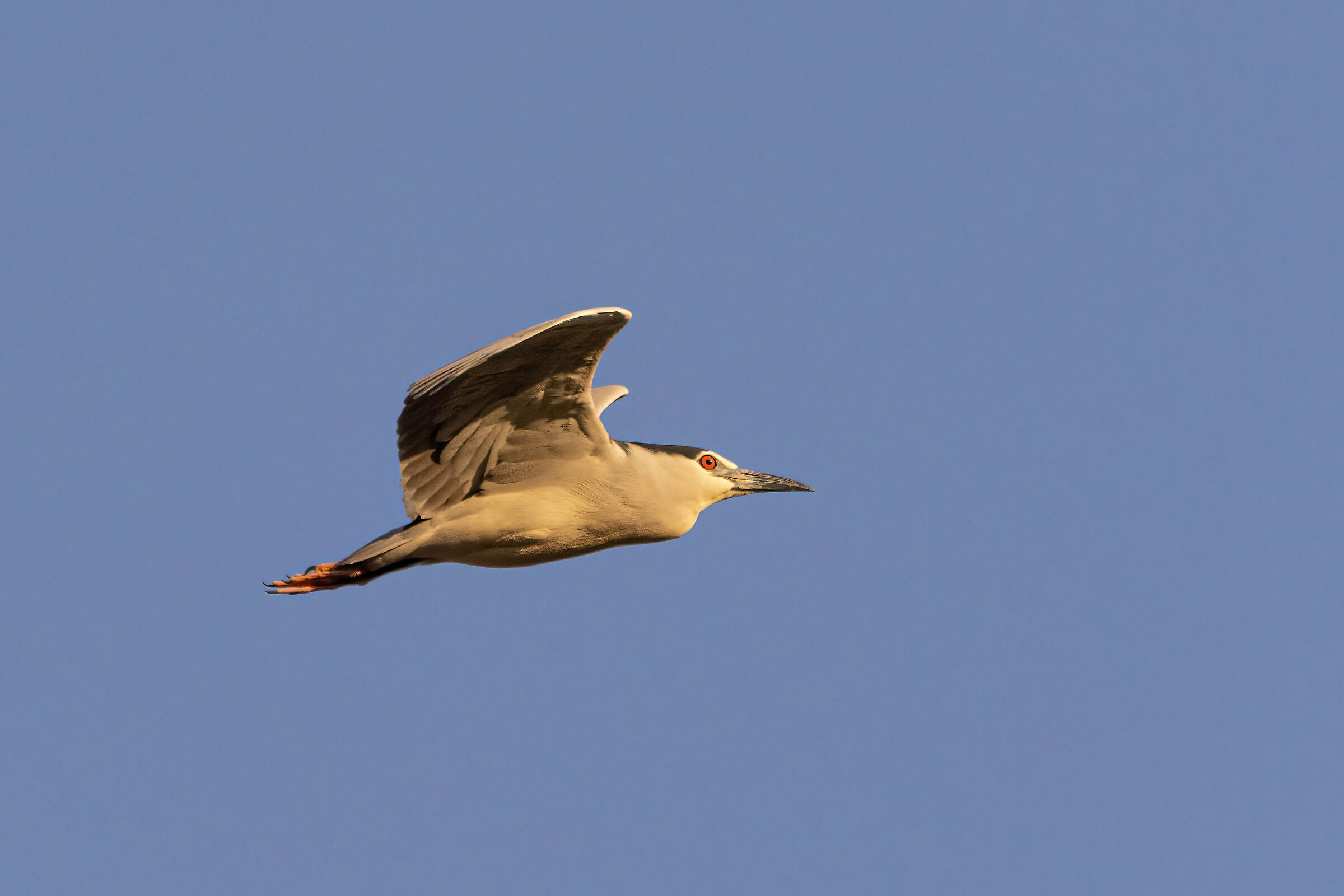 Nitticora Municipality