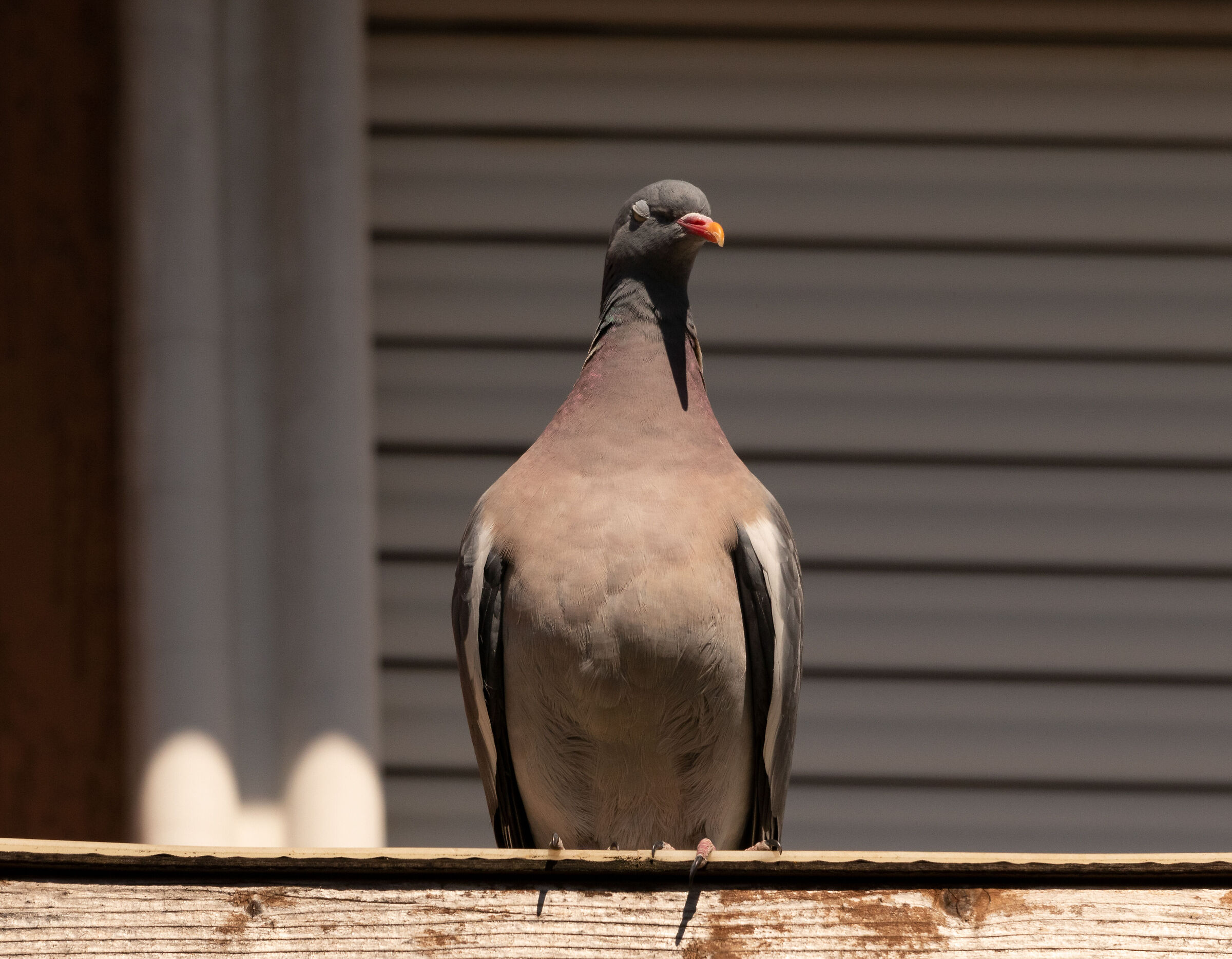 Dove from my neighbor 8/04/2021