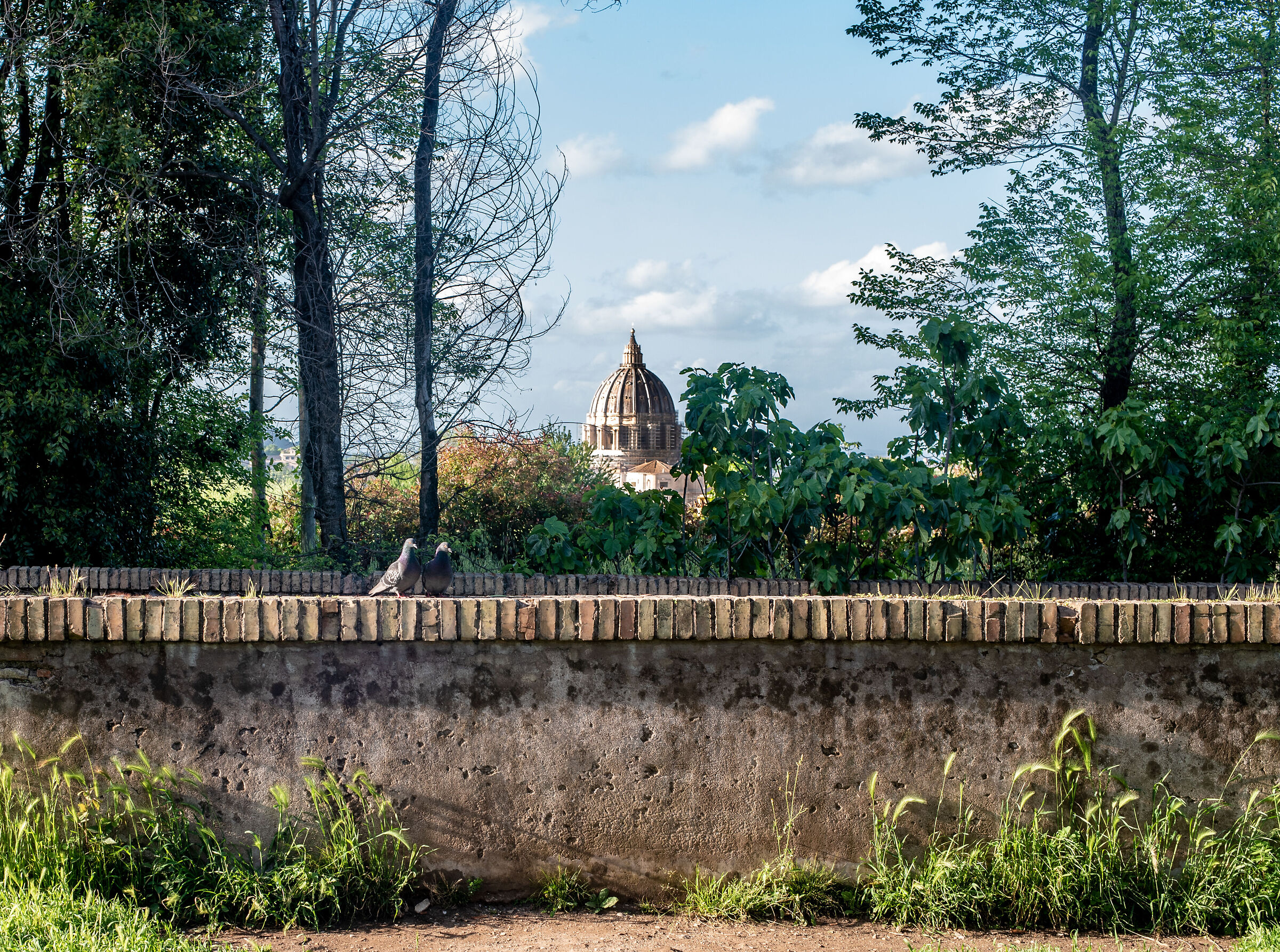 Piccioni innamorati a Villa Pamphili