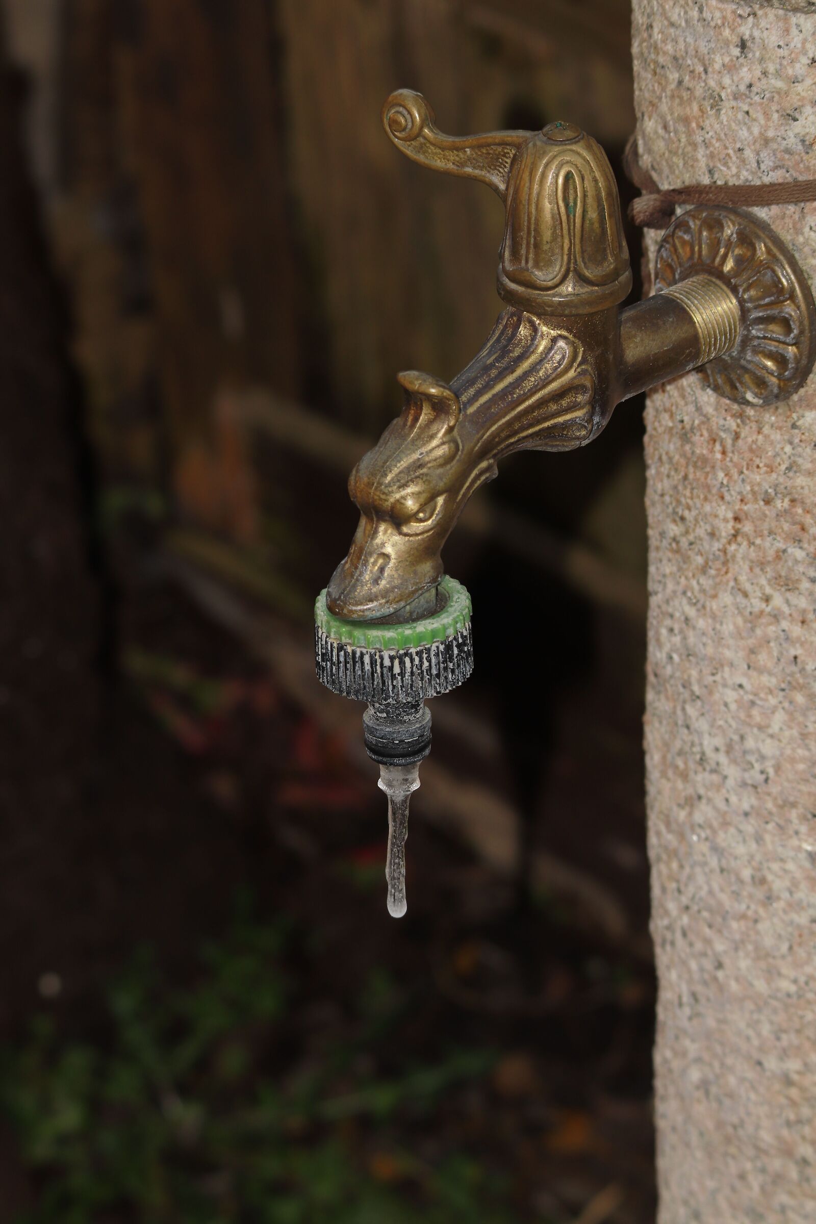 frozen drop in Garden 18/01/2021