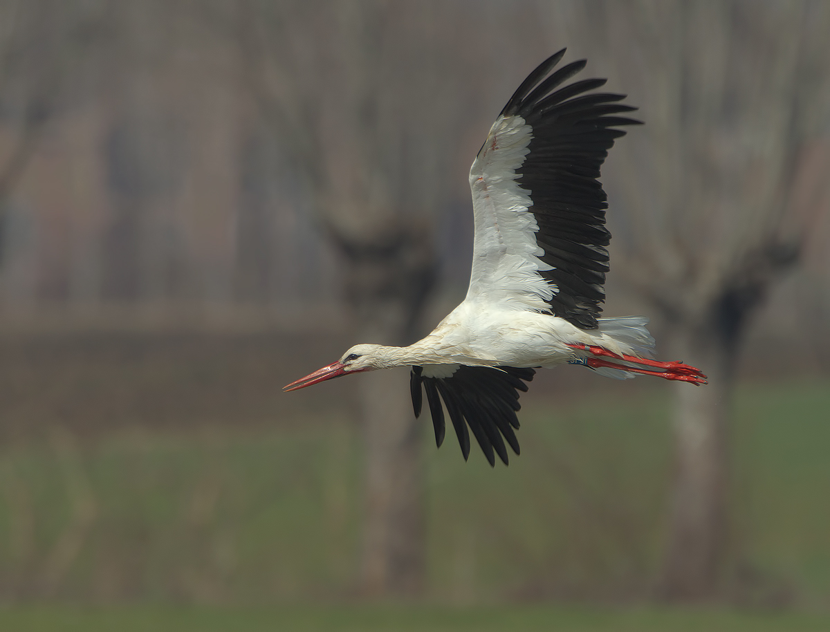 Stork 5