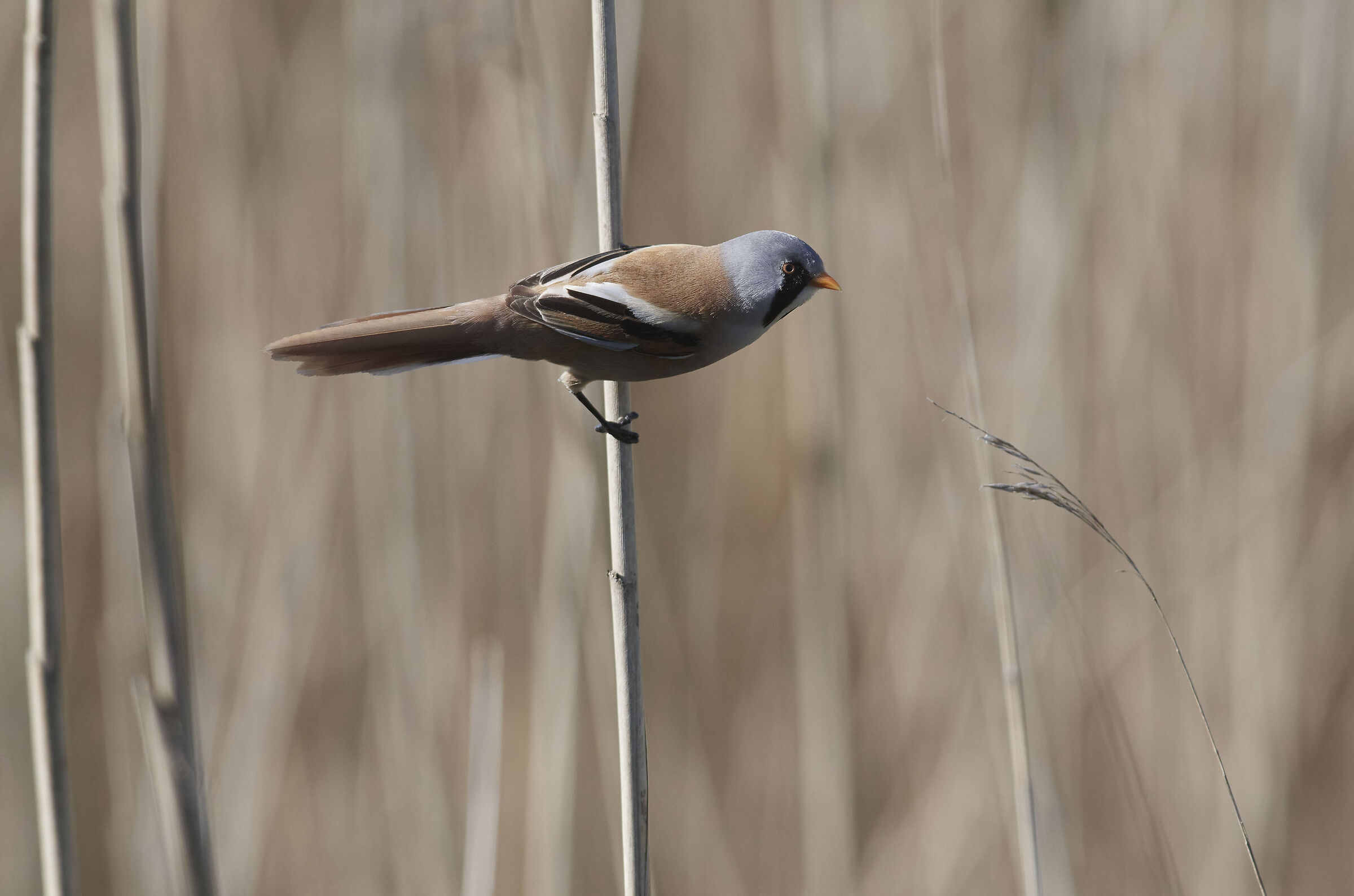 Bearded Reedling