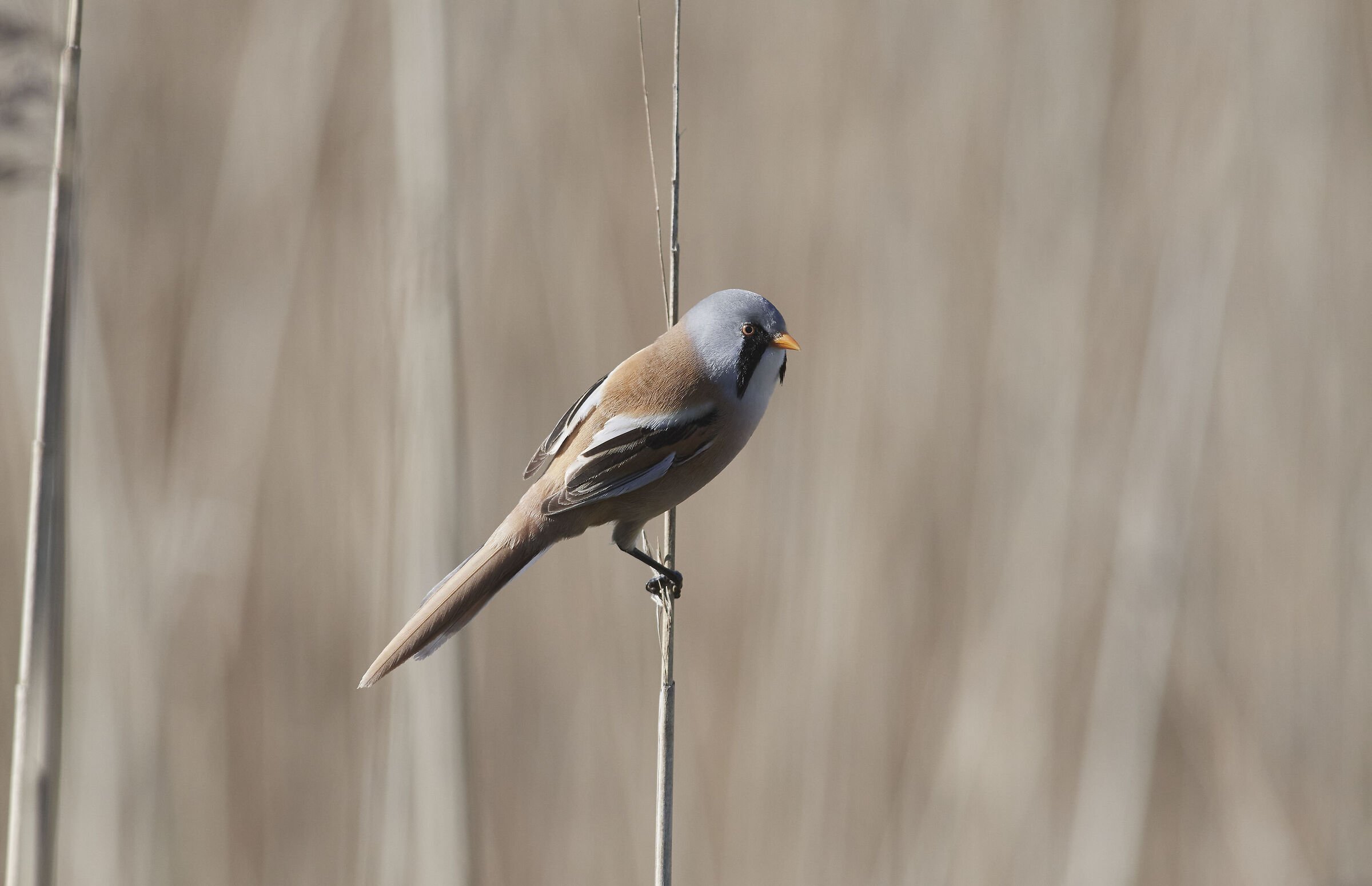 Bearded Reedling