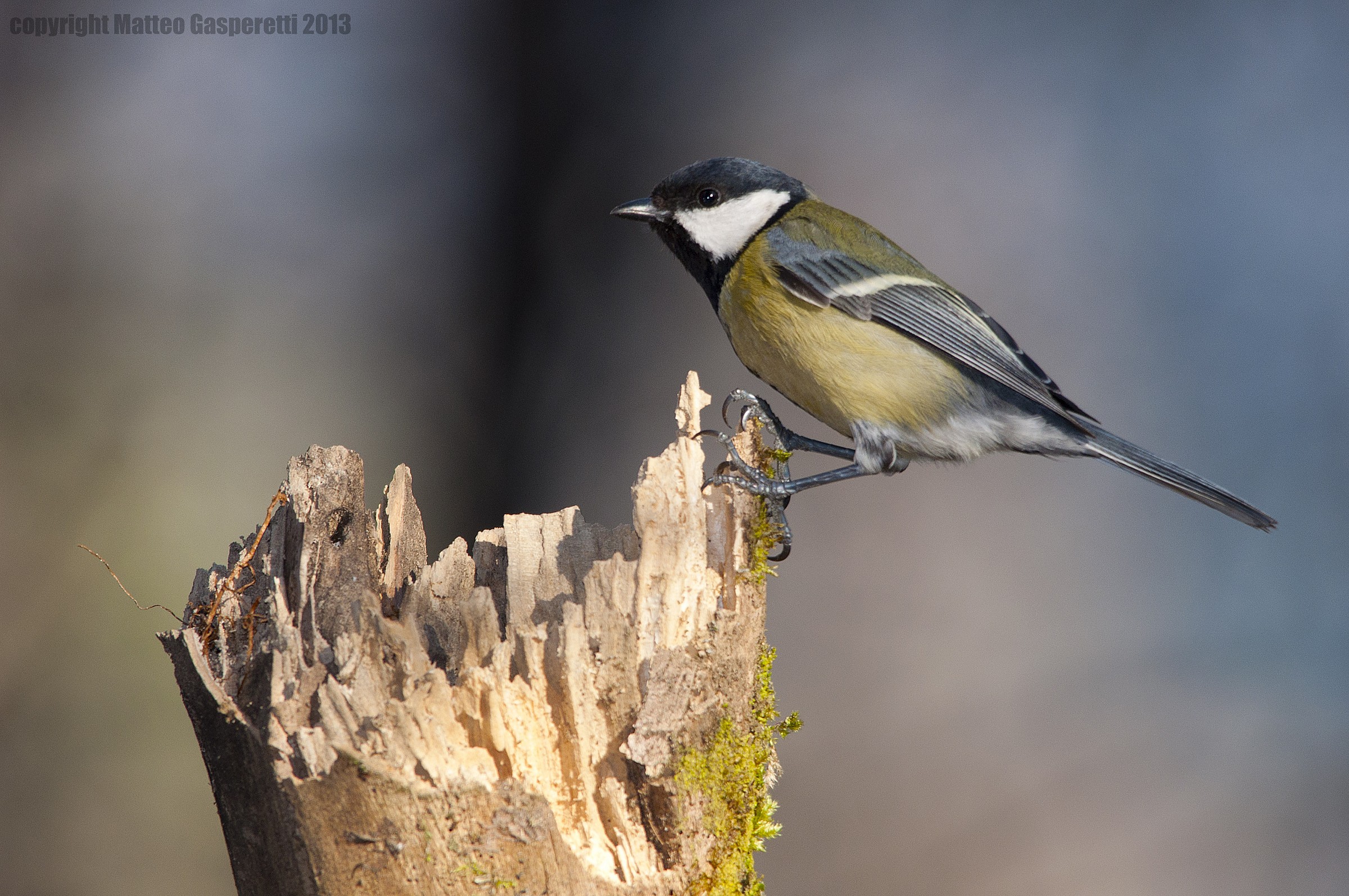 Cinciallegra - Parus Major