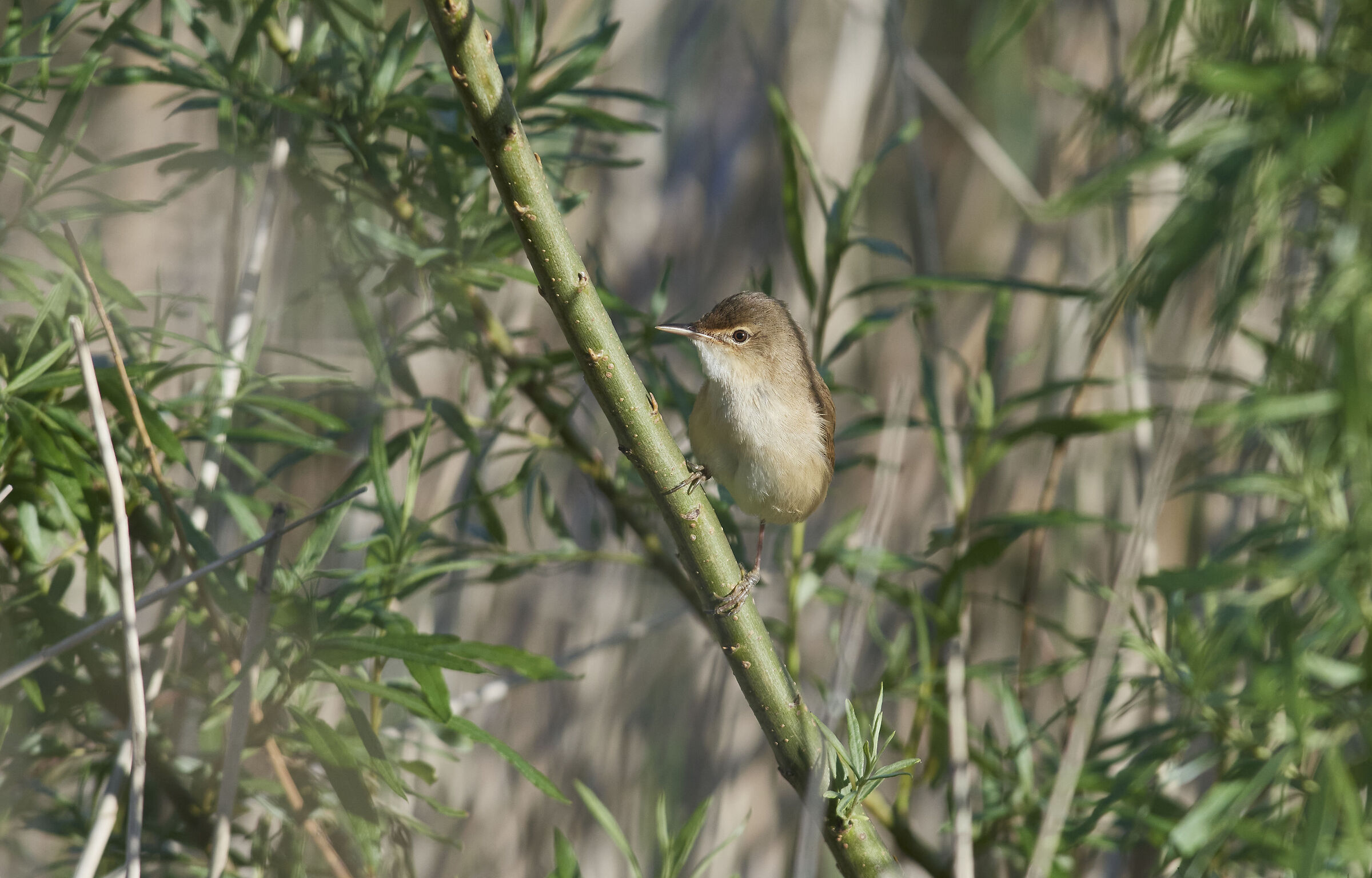 Reed Warbler