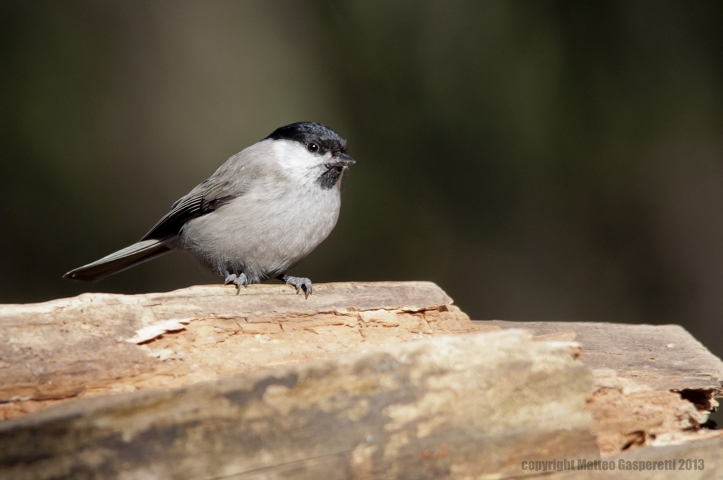 Cincia Bigia - Parus Palustris