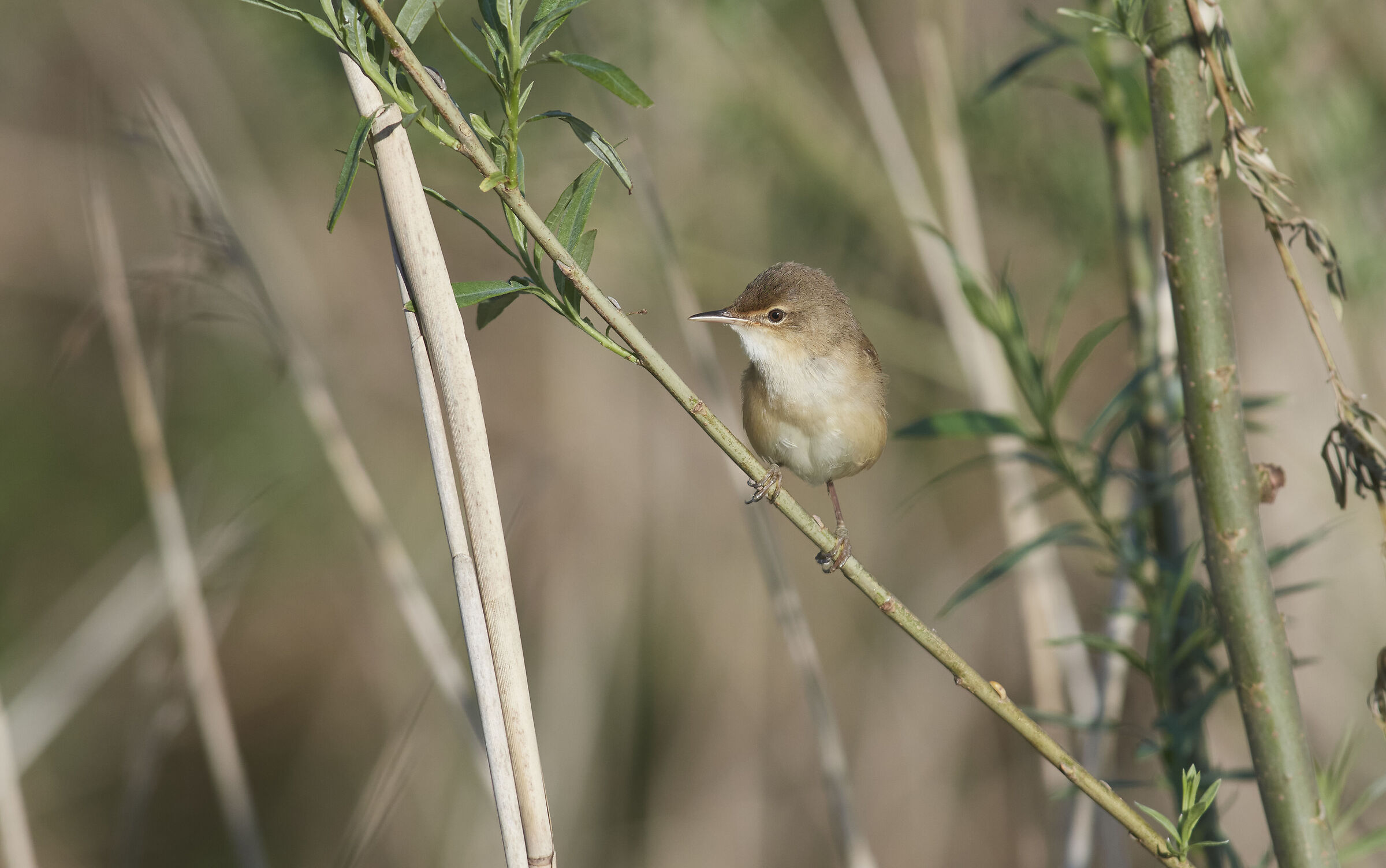 Reed Warbler