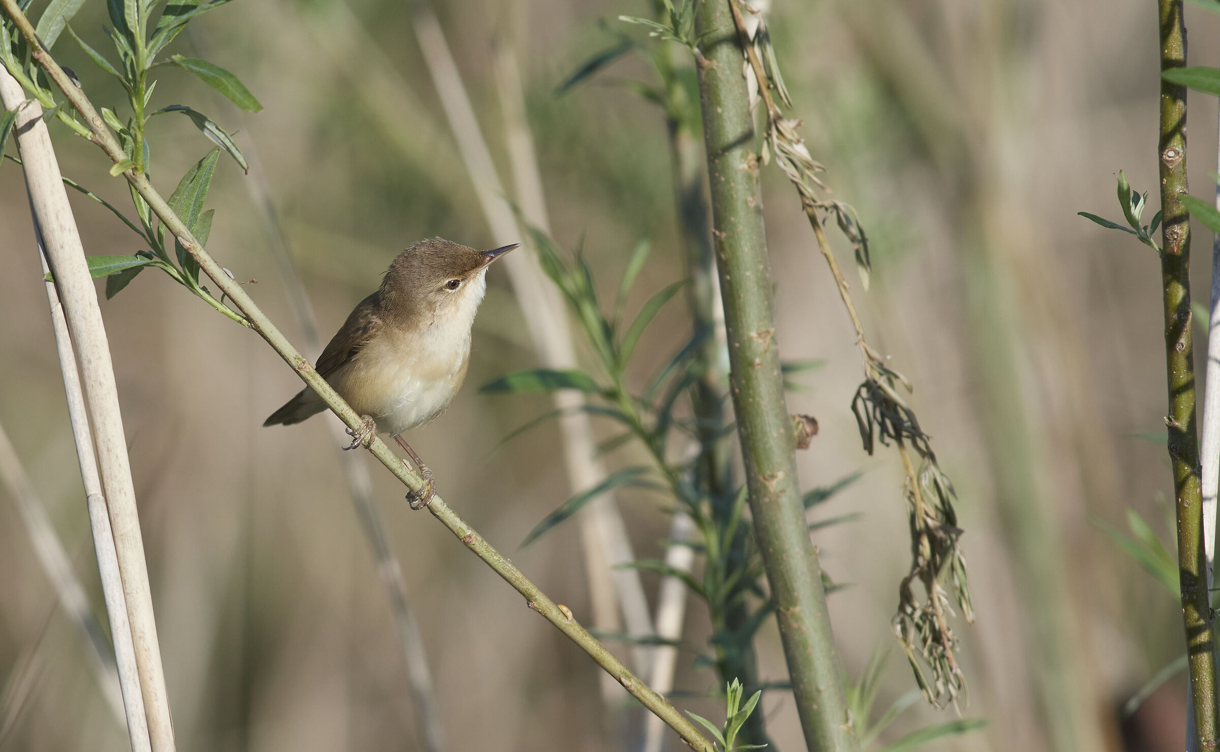 Reed Warbler