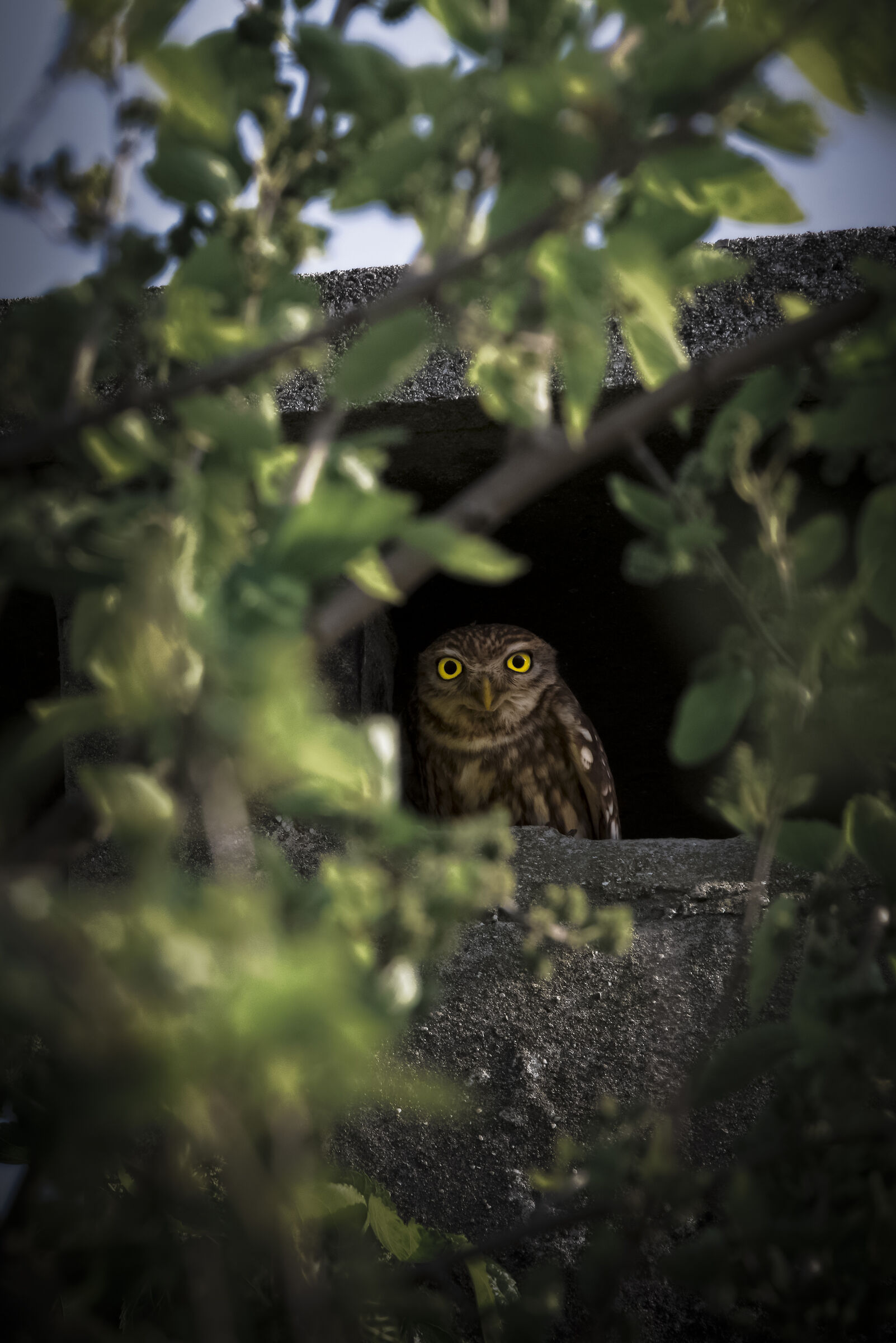 Ti osservo, tu non farmi foto però eh!