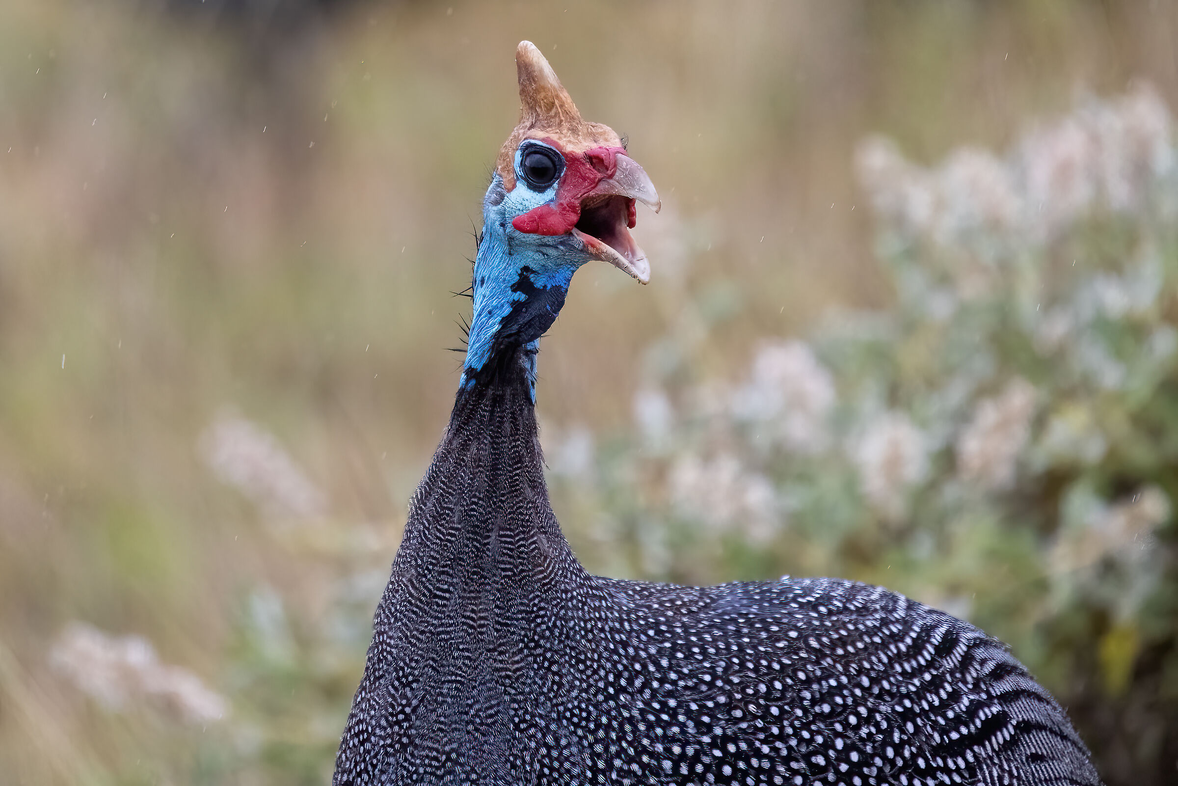 a kind of local pheasant