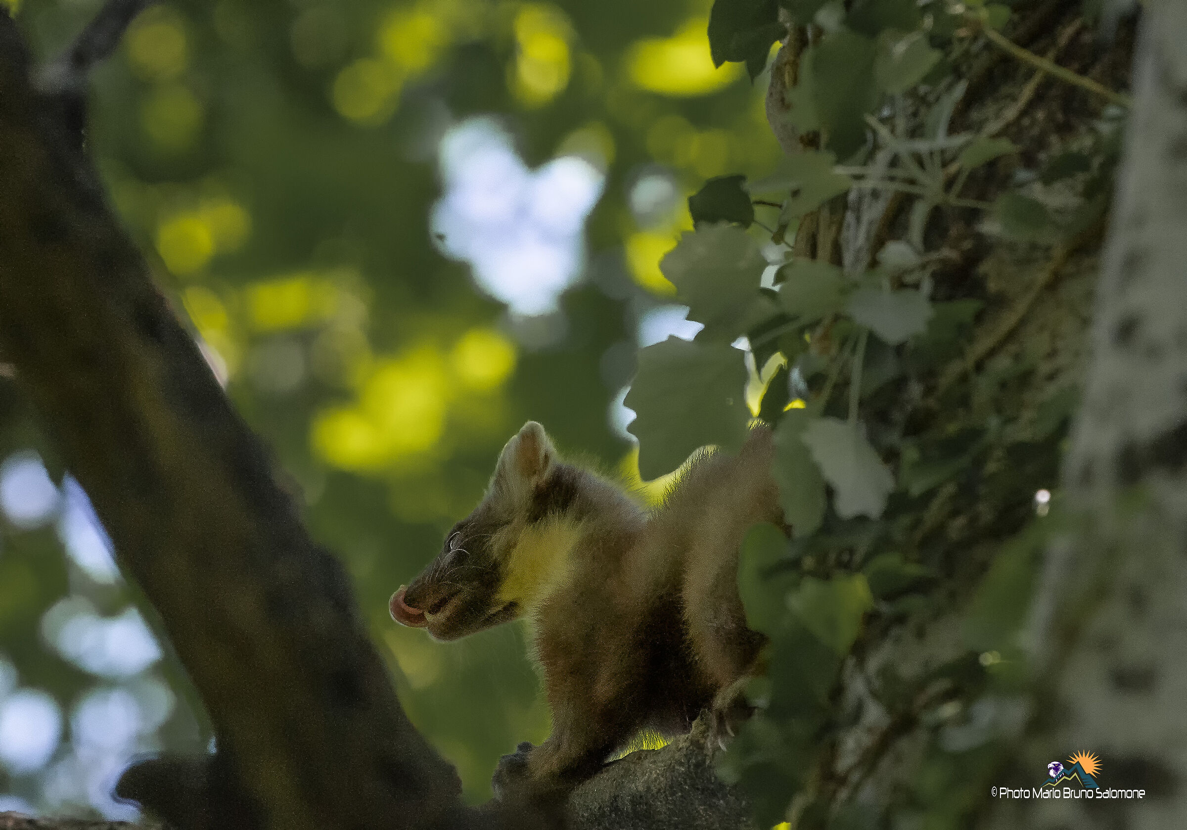 Marten, in ombrta. documentative