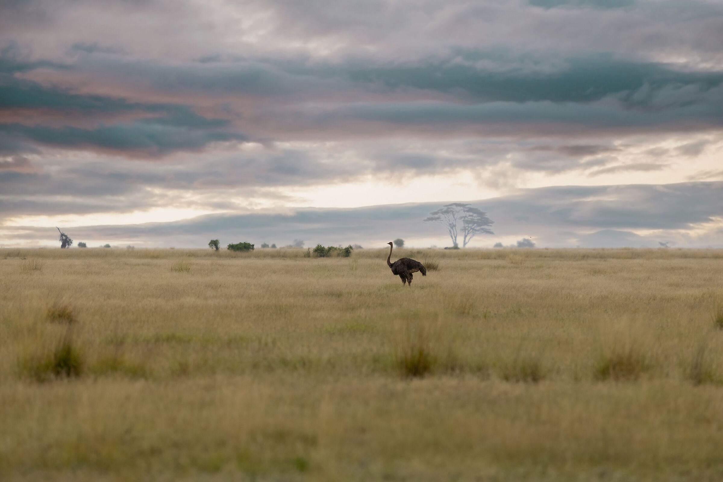 ostrich away at sunset