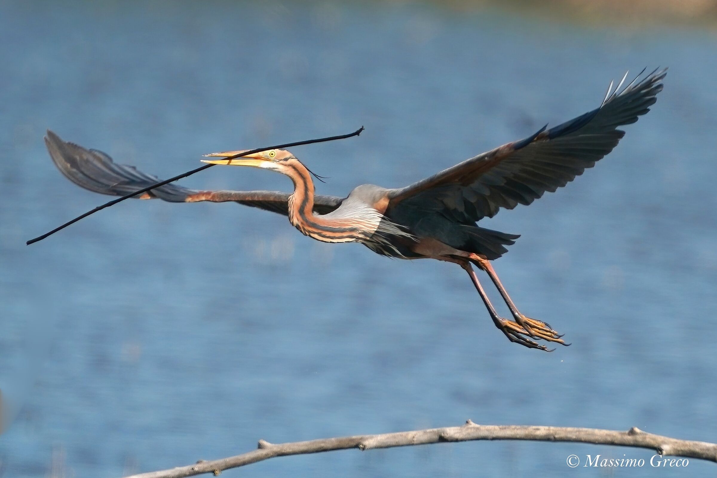 Red Heron (Ardea purpurea)