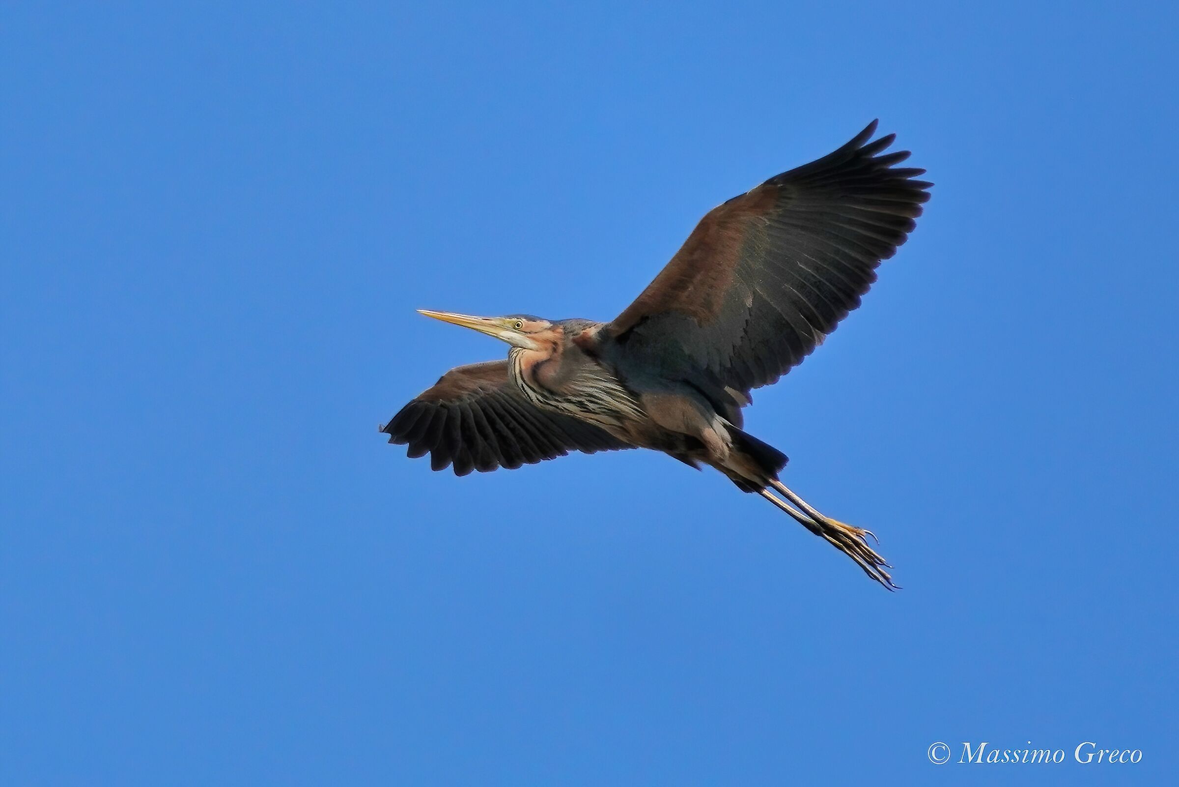 Airone rosso (Ardea purpurea)