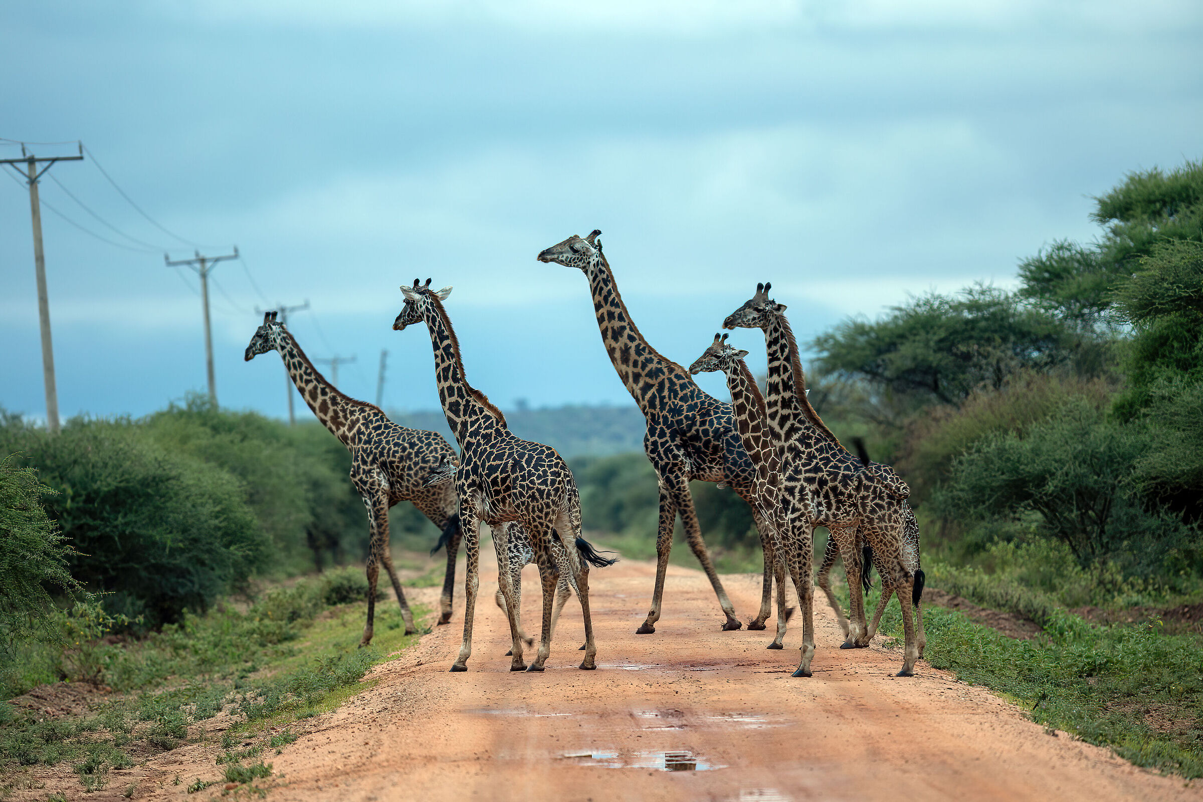 We are a family (of giraffes)