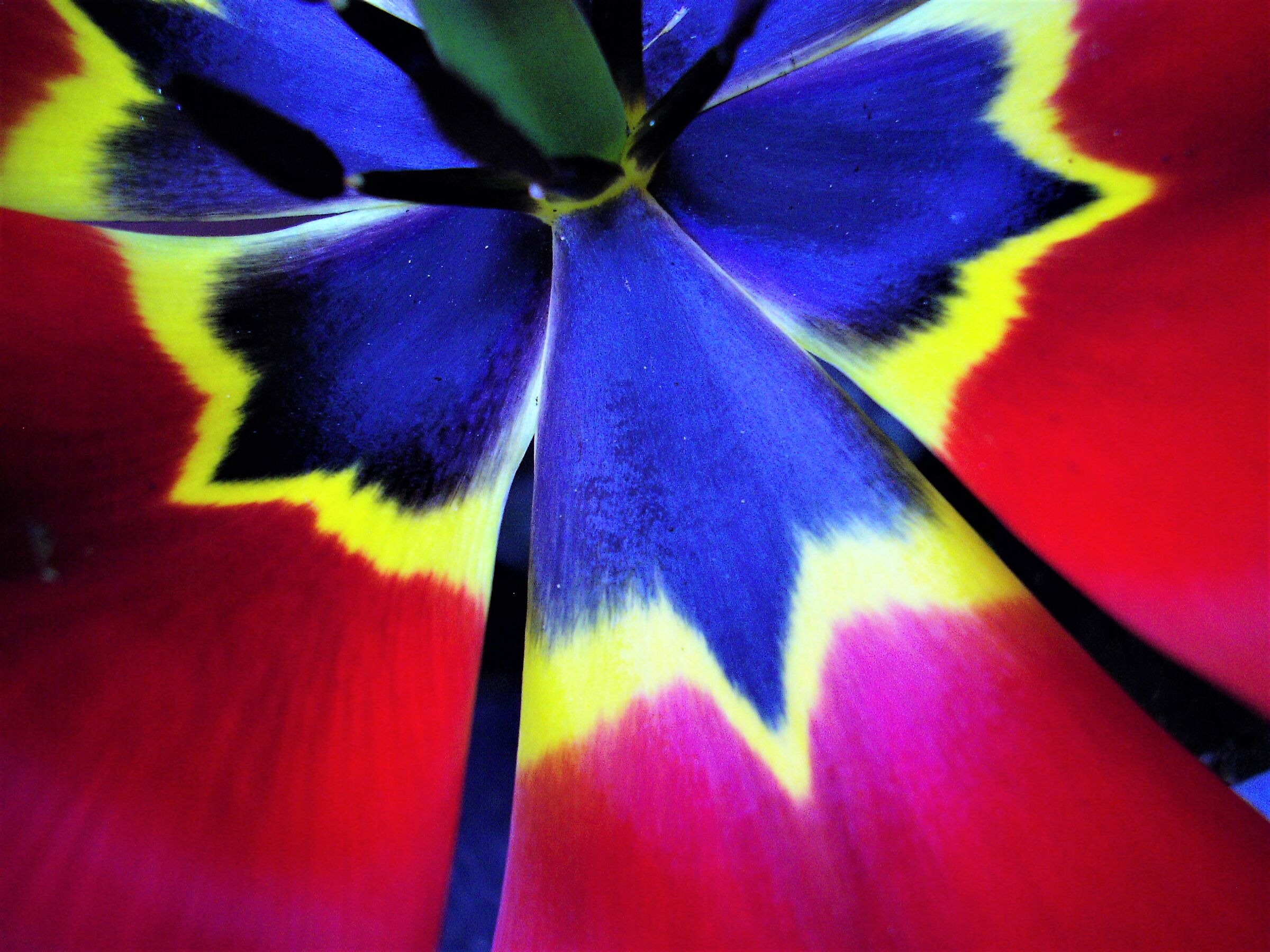 Tulipano