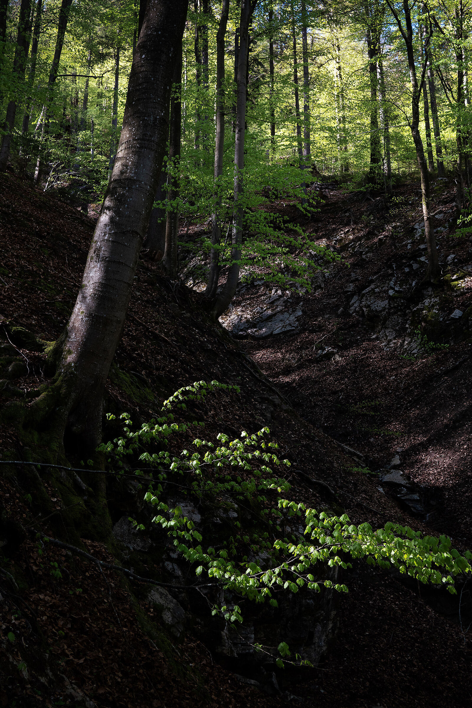 Spring#3 - Tarvisio Forest - Italy