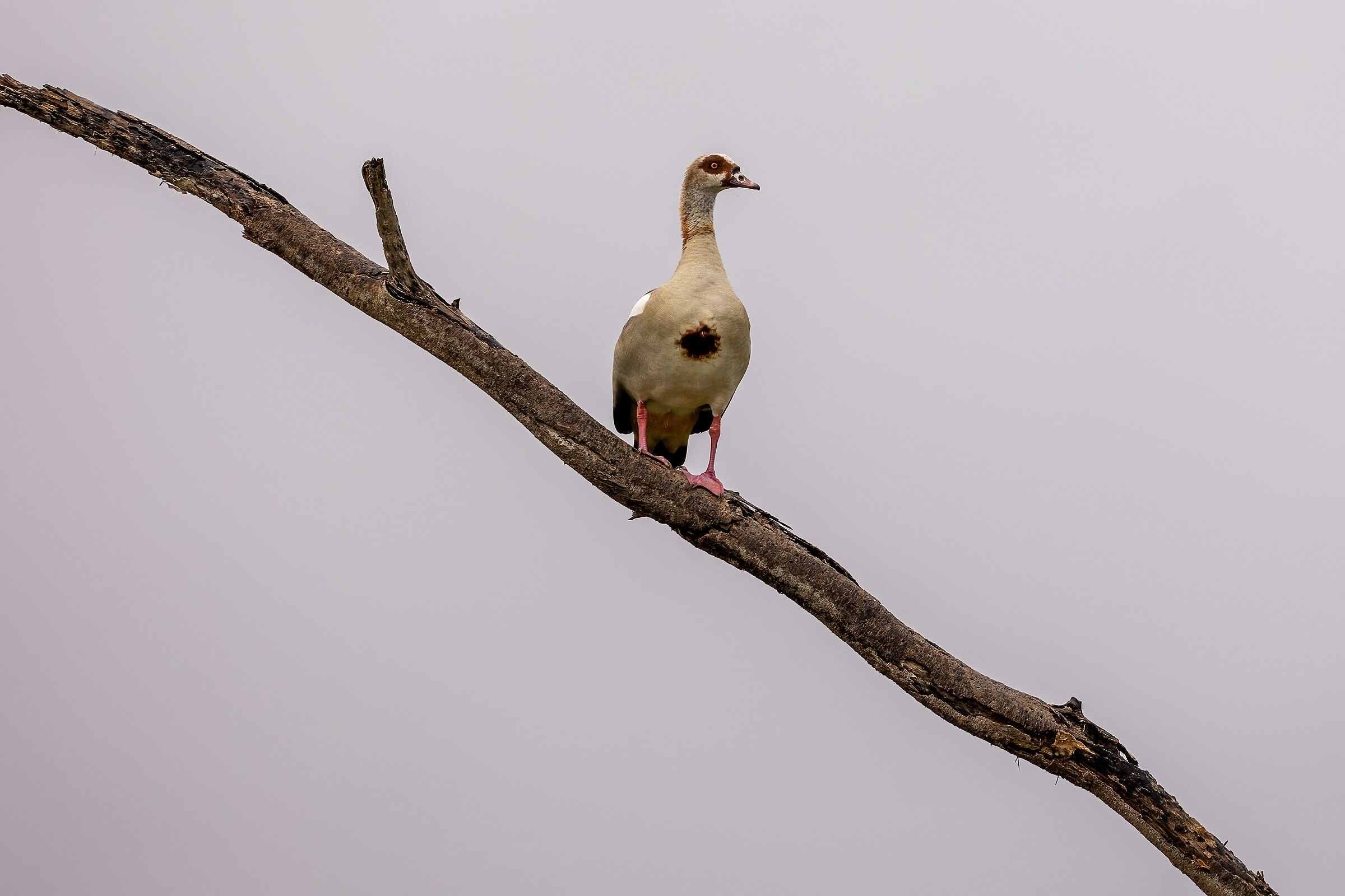Branch with goose