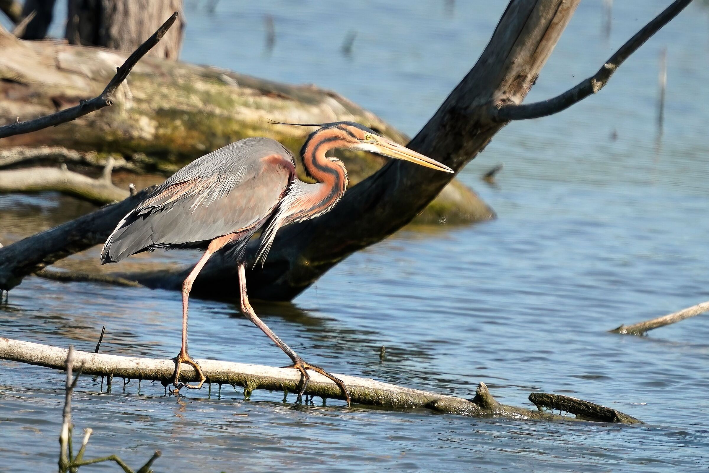 Airone rosso (Ardea purpurea)