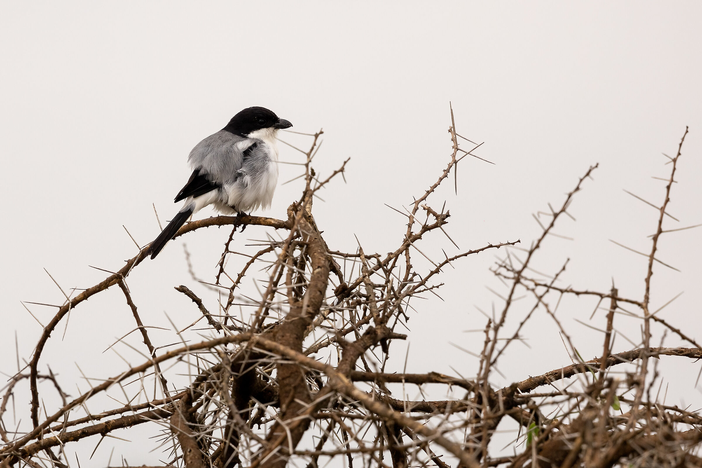 bird to be identified