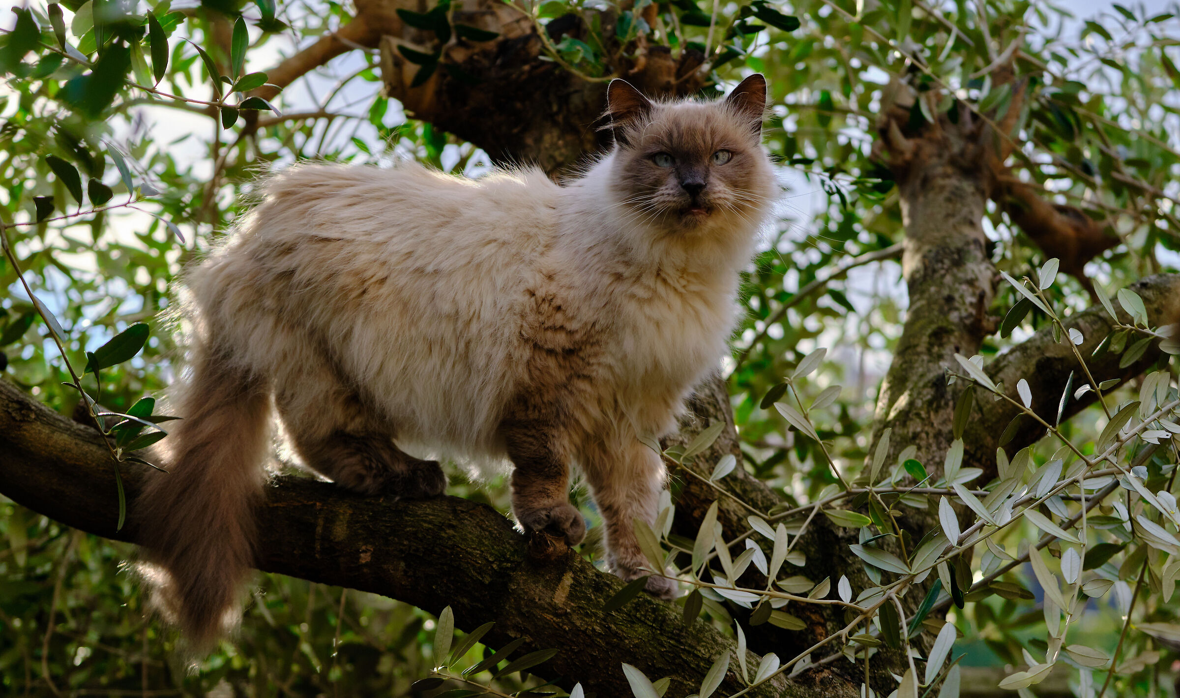 La mia micetta ...bella e selvaggia