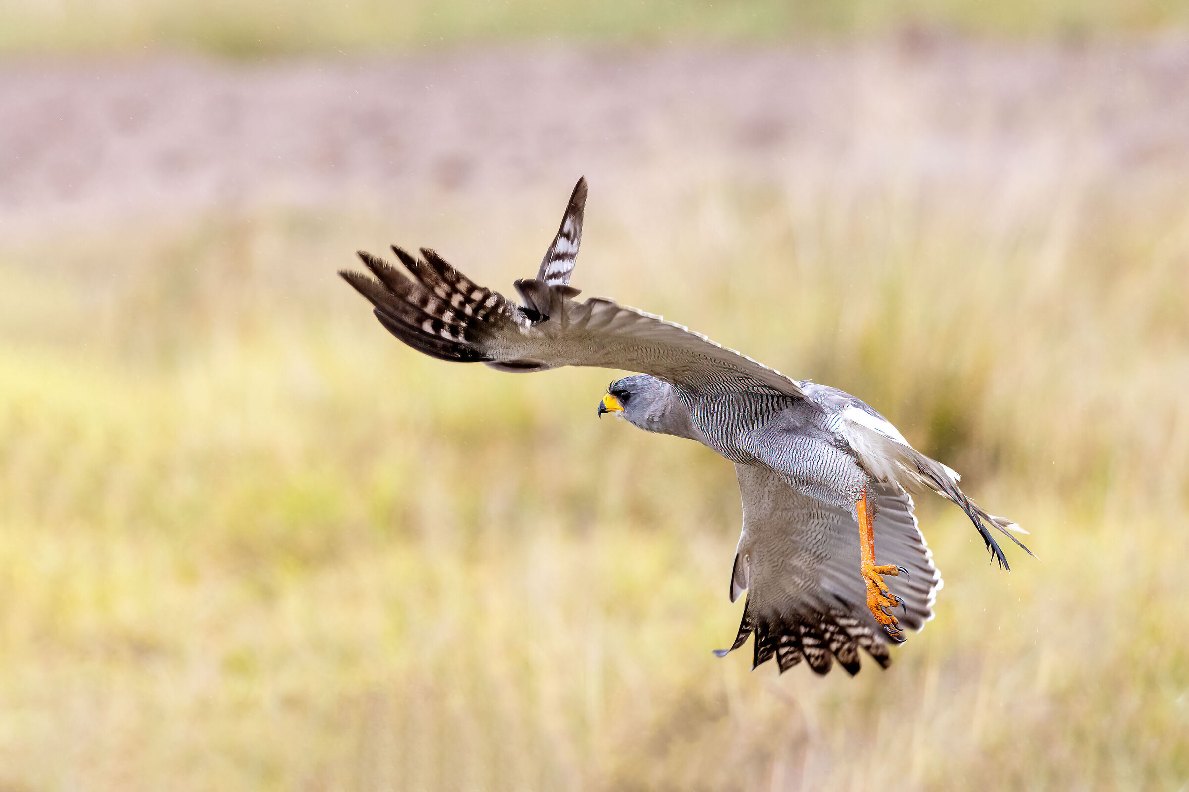 Bird of prey to be identified in flight