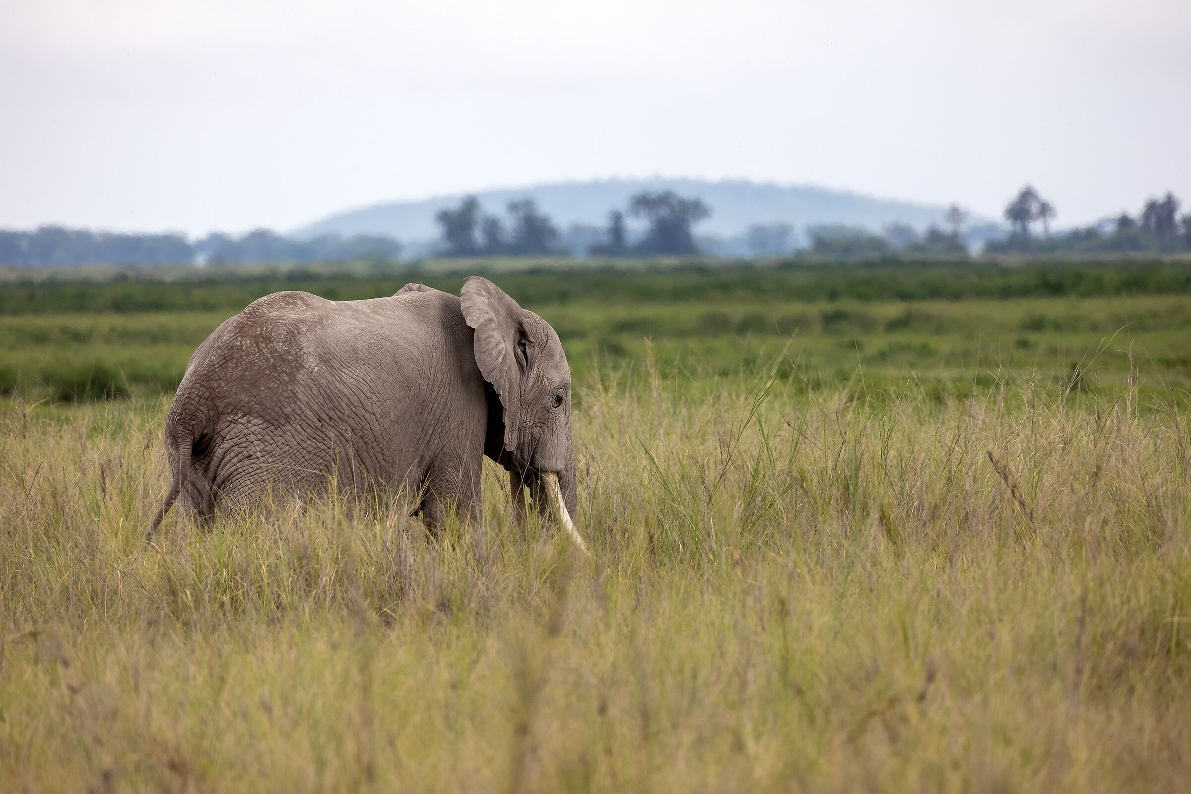 Lonely African Elephant