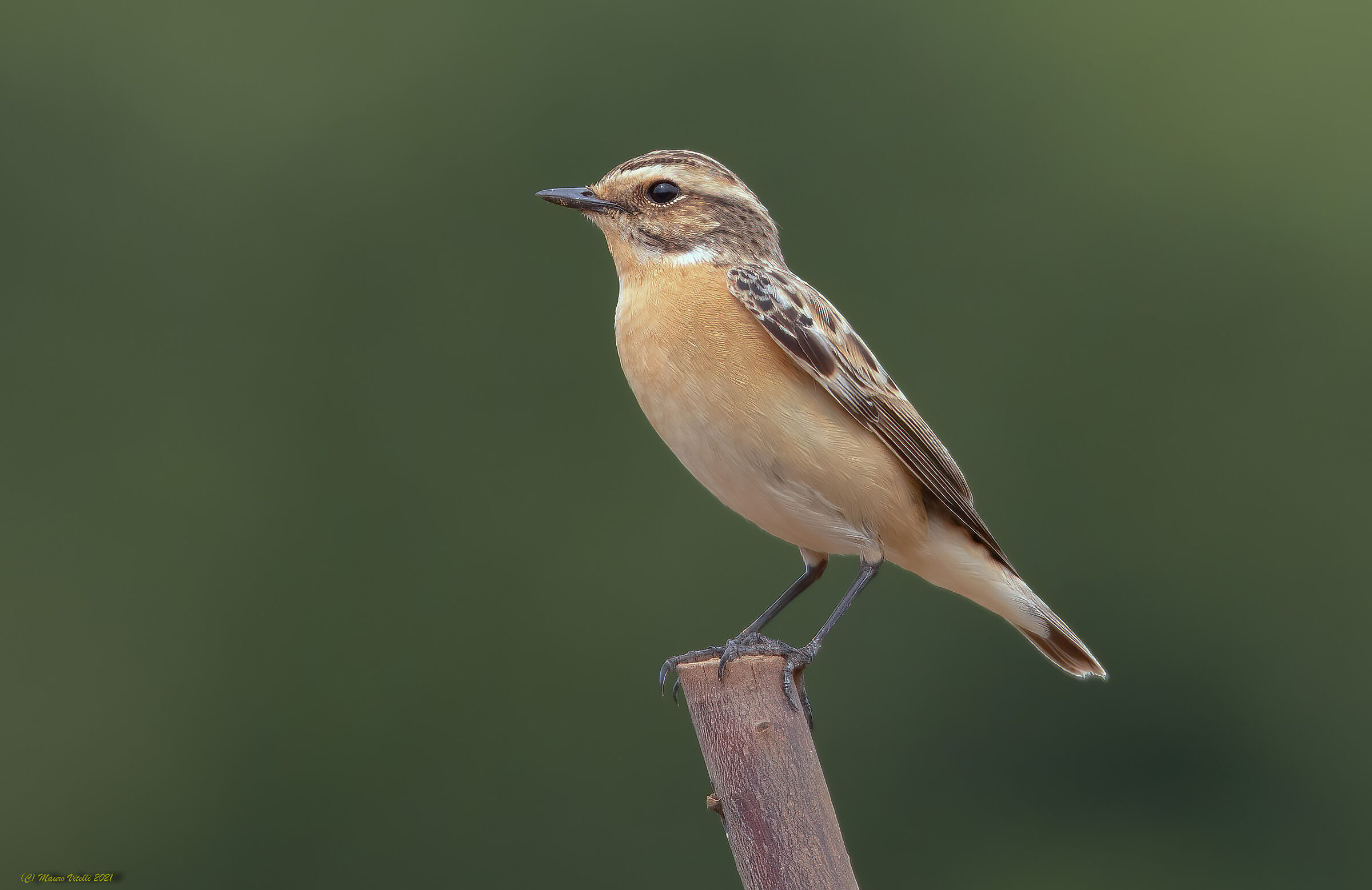 Stiaccino (Saxicola rubetra)