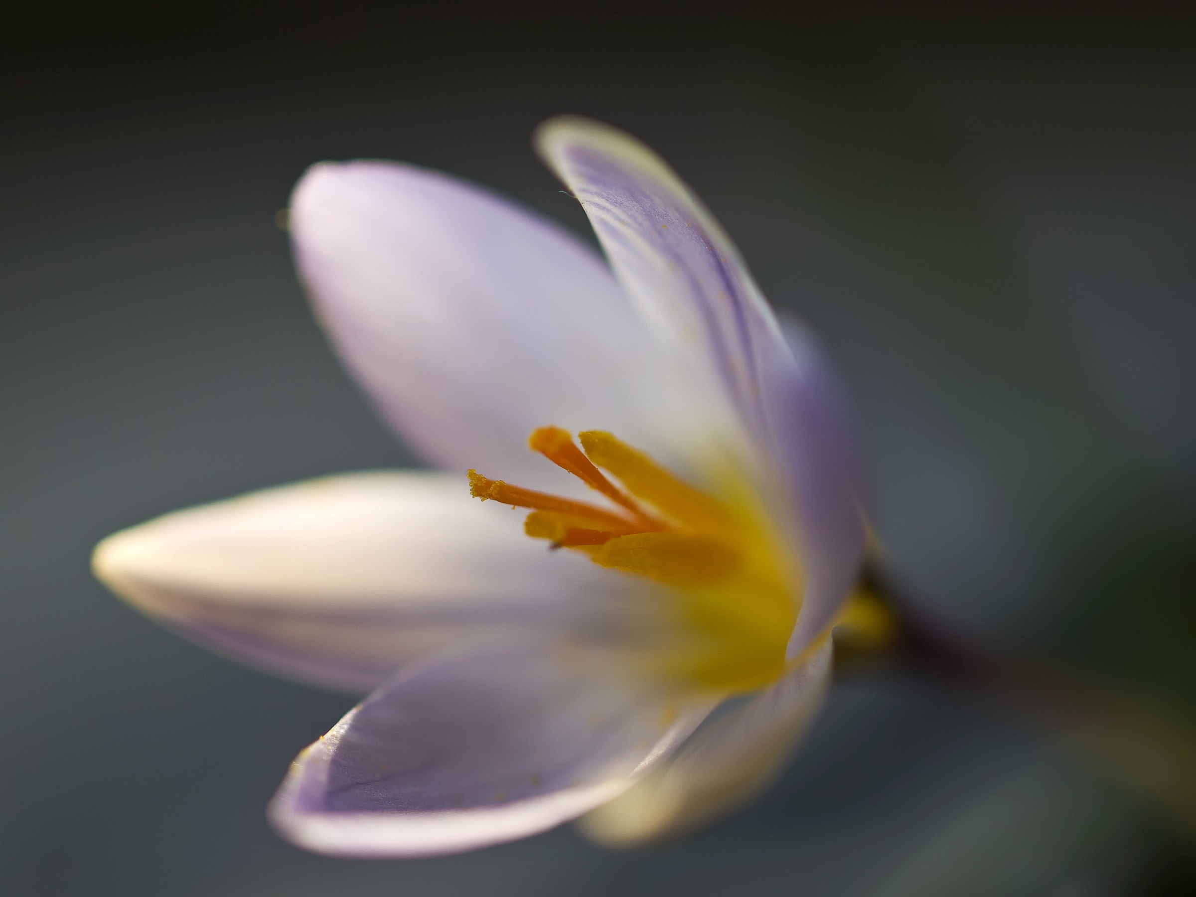 crocus