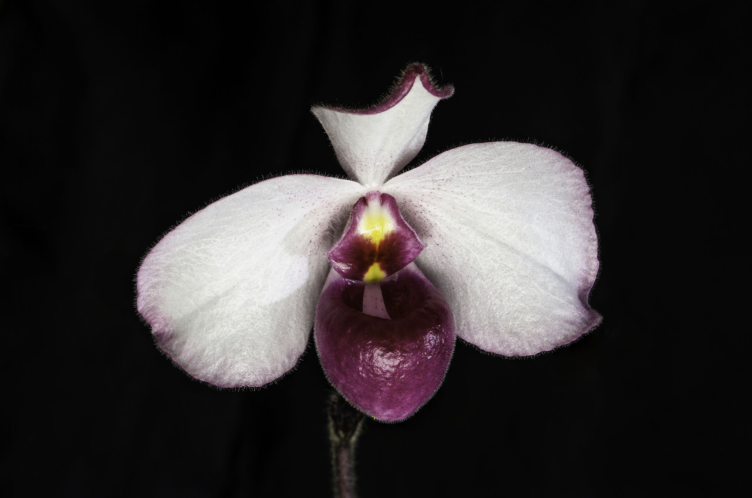 Paphiopedilum delenati forma vinicolor