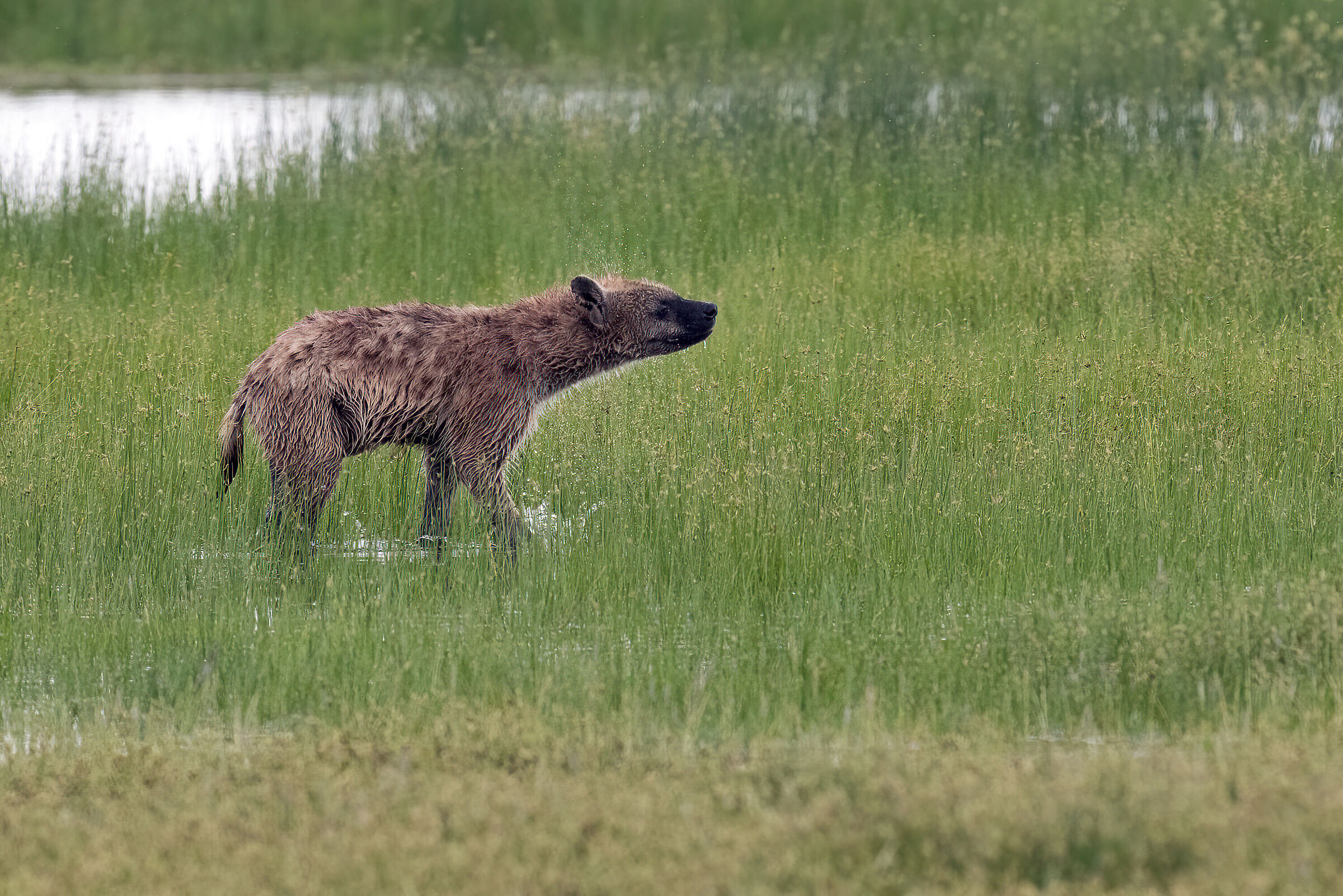 the hyena's squealing