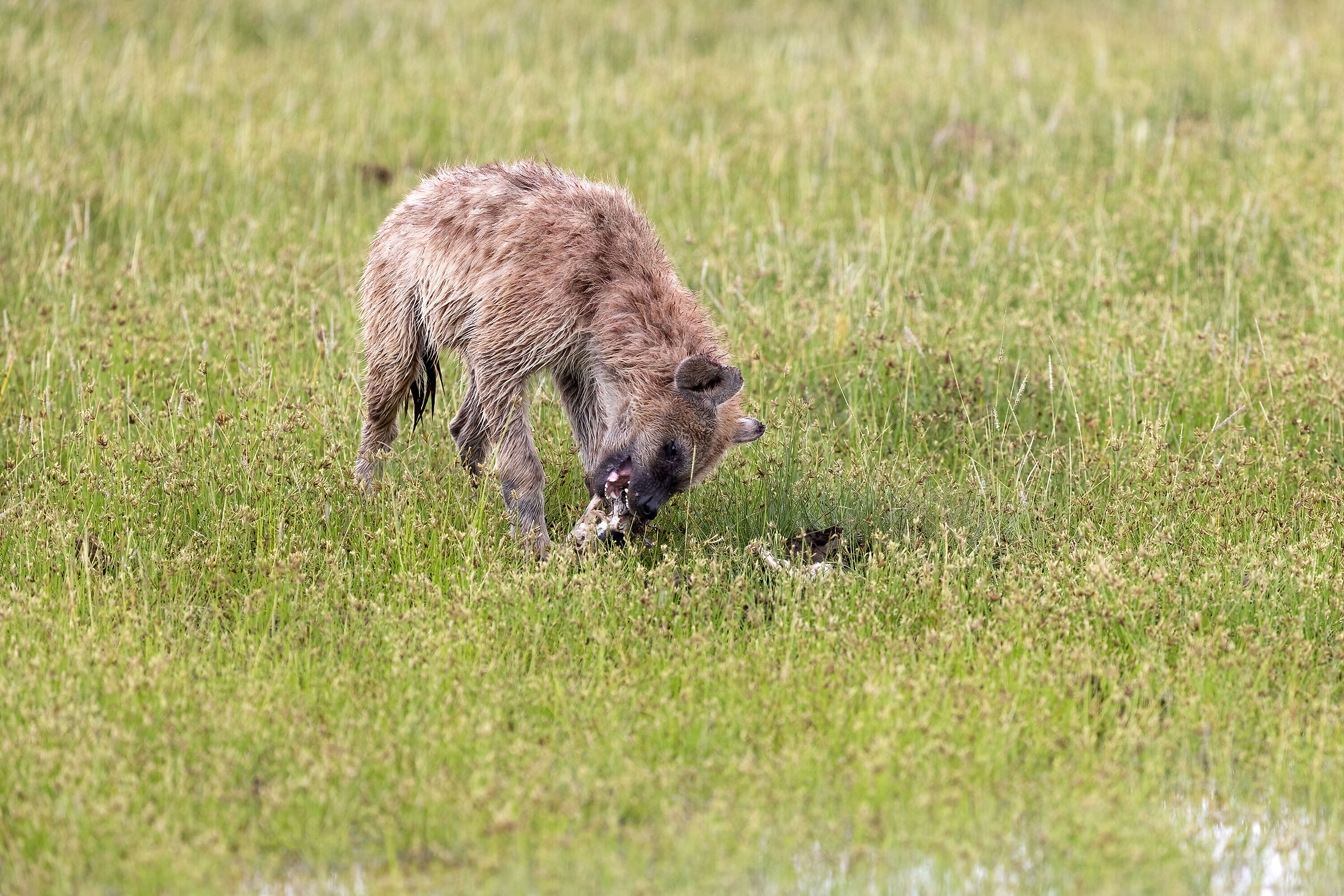 The Hyena Meal