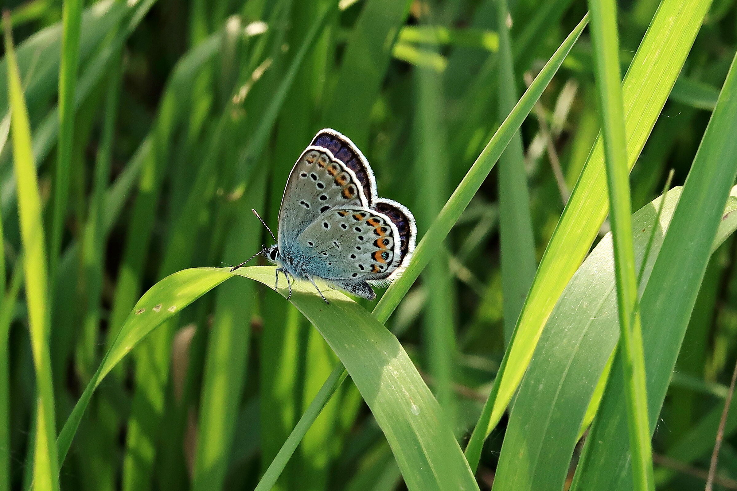 Una piccola bellezza