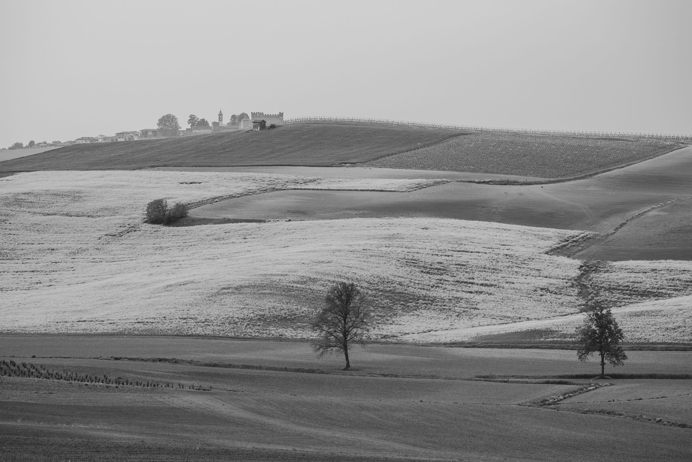 Monferrato 3