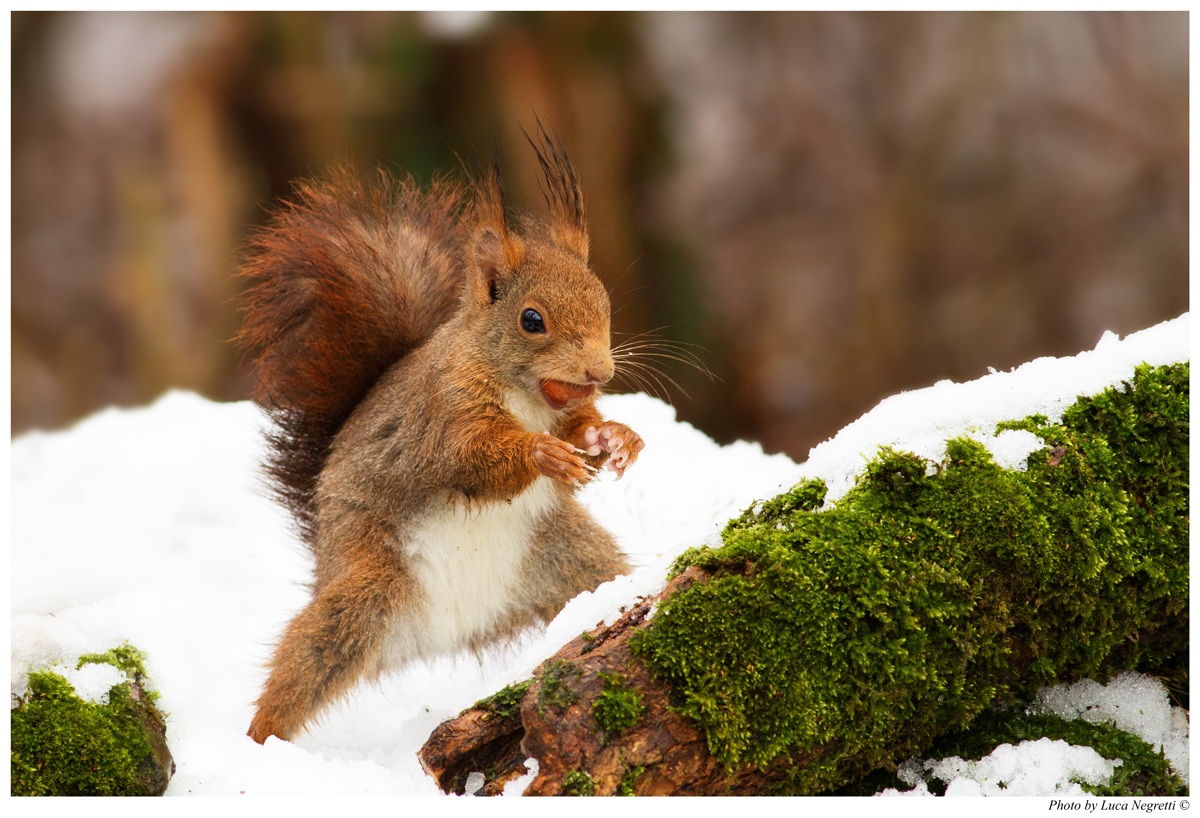 Lo scoiattolo e la neve