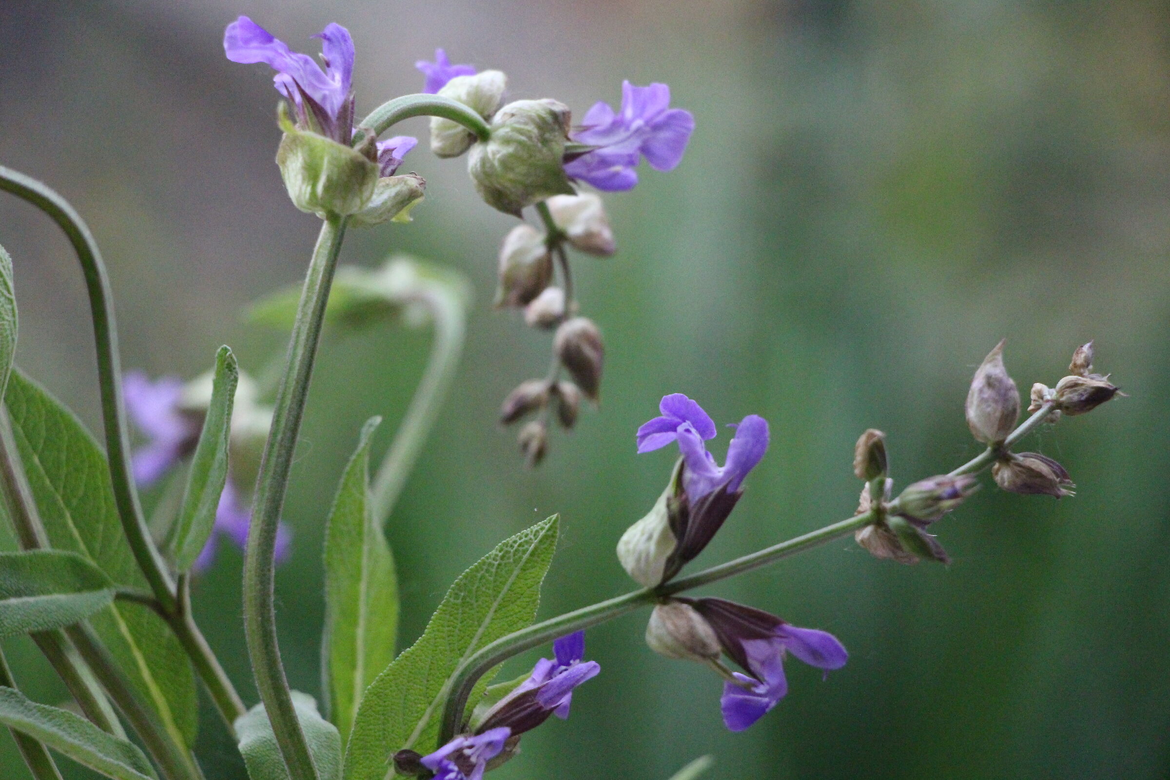 sage flowers