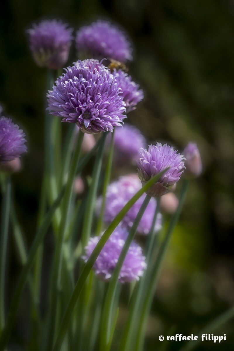 Bouquet of chives