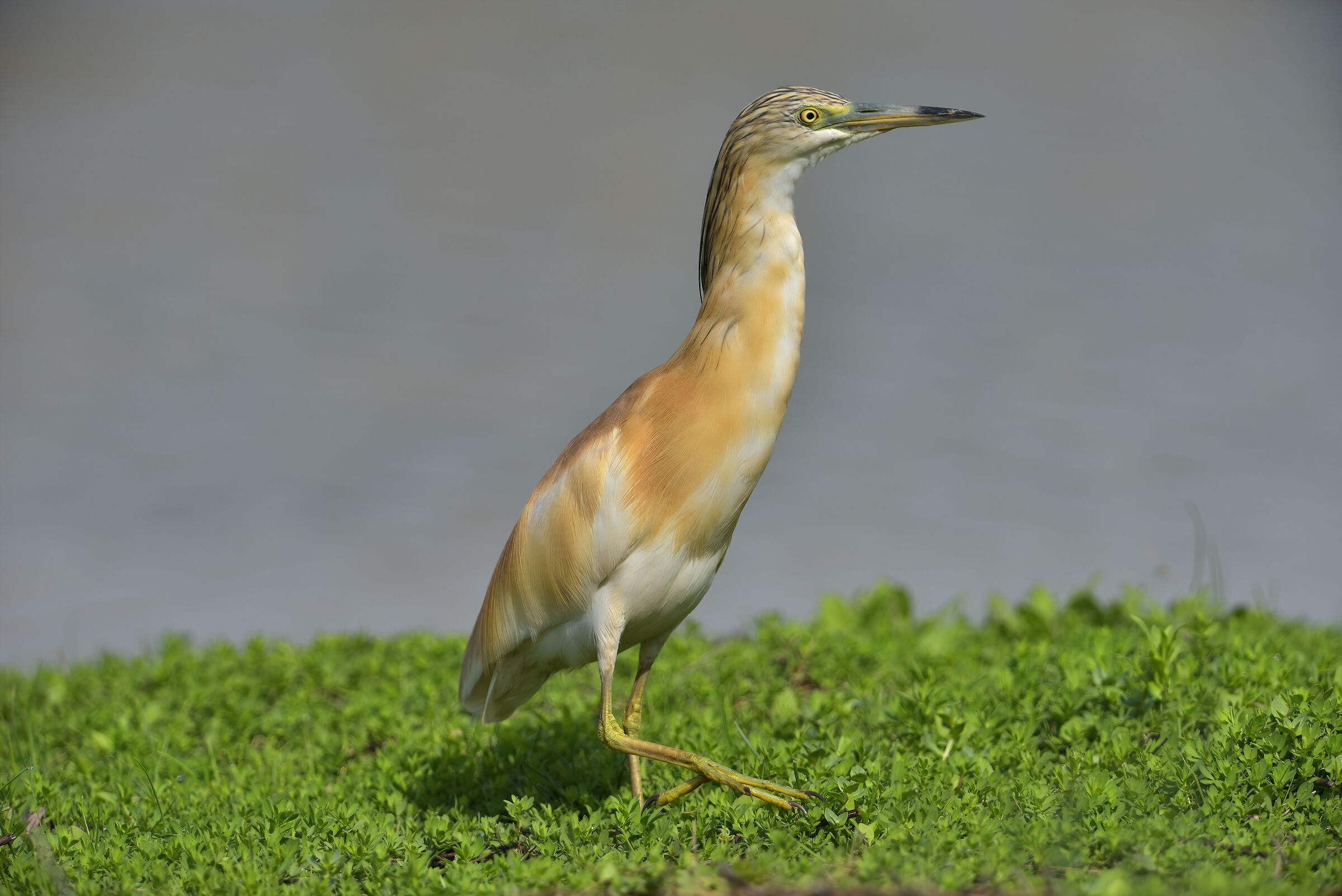 squacco heron